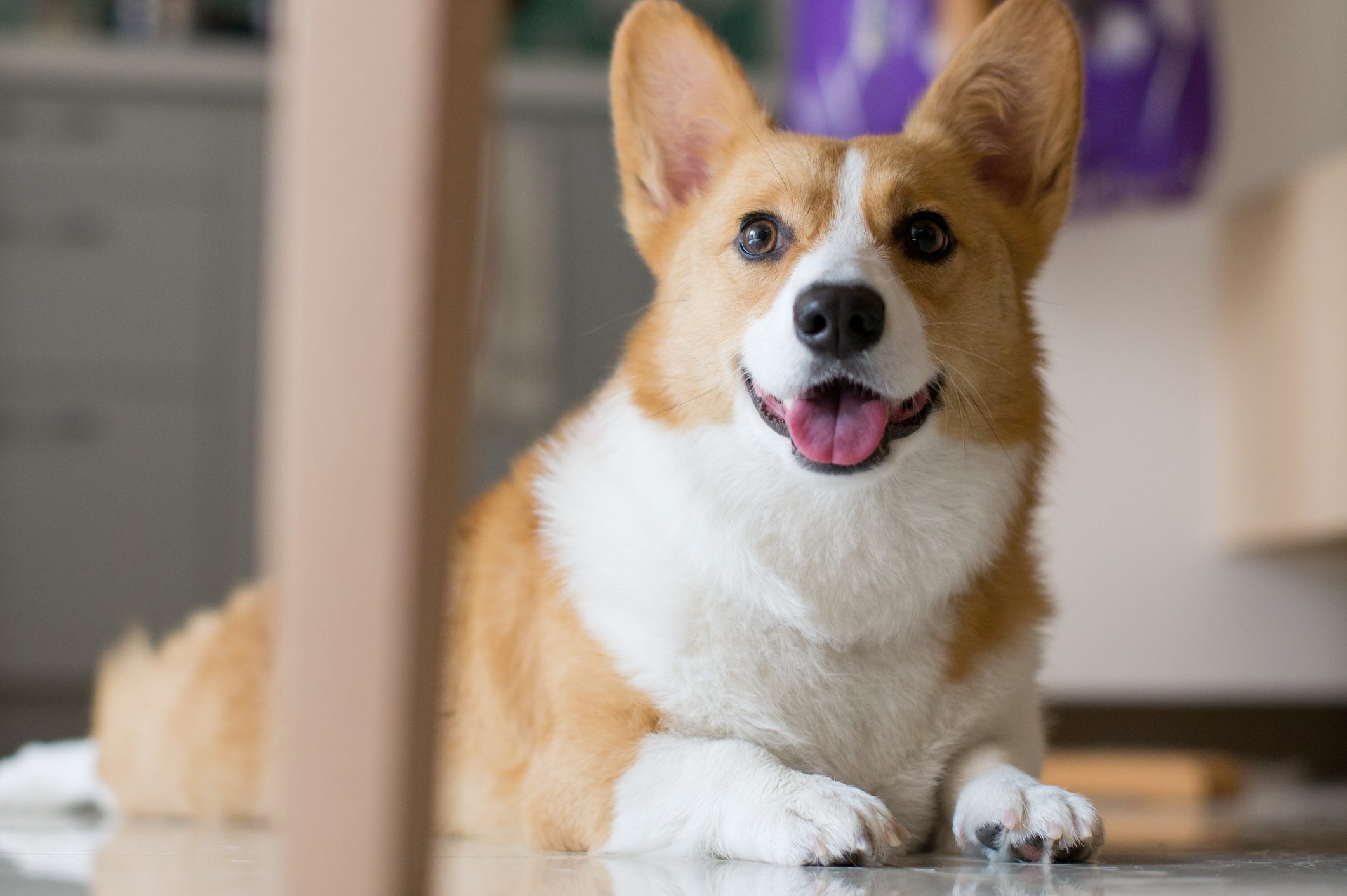 Cutest Corgi