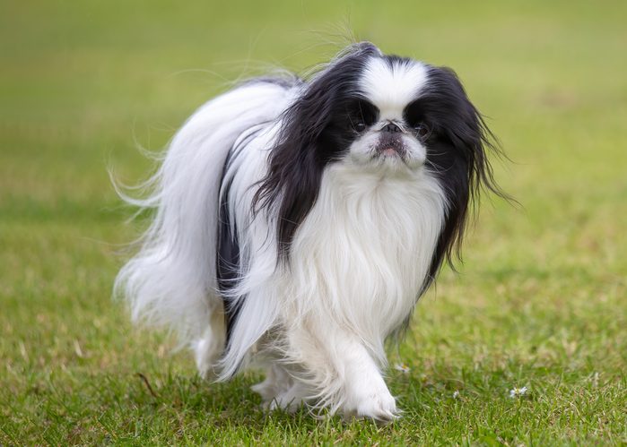 Japanese Chin