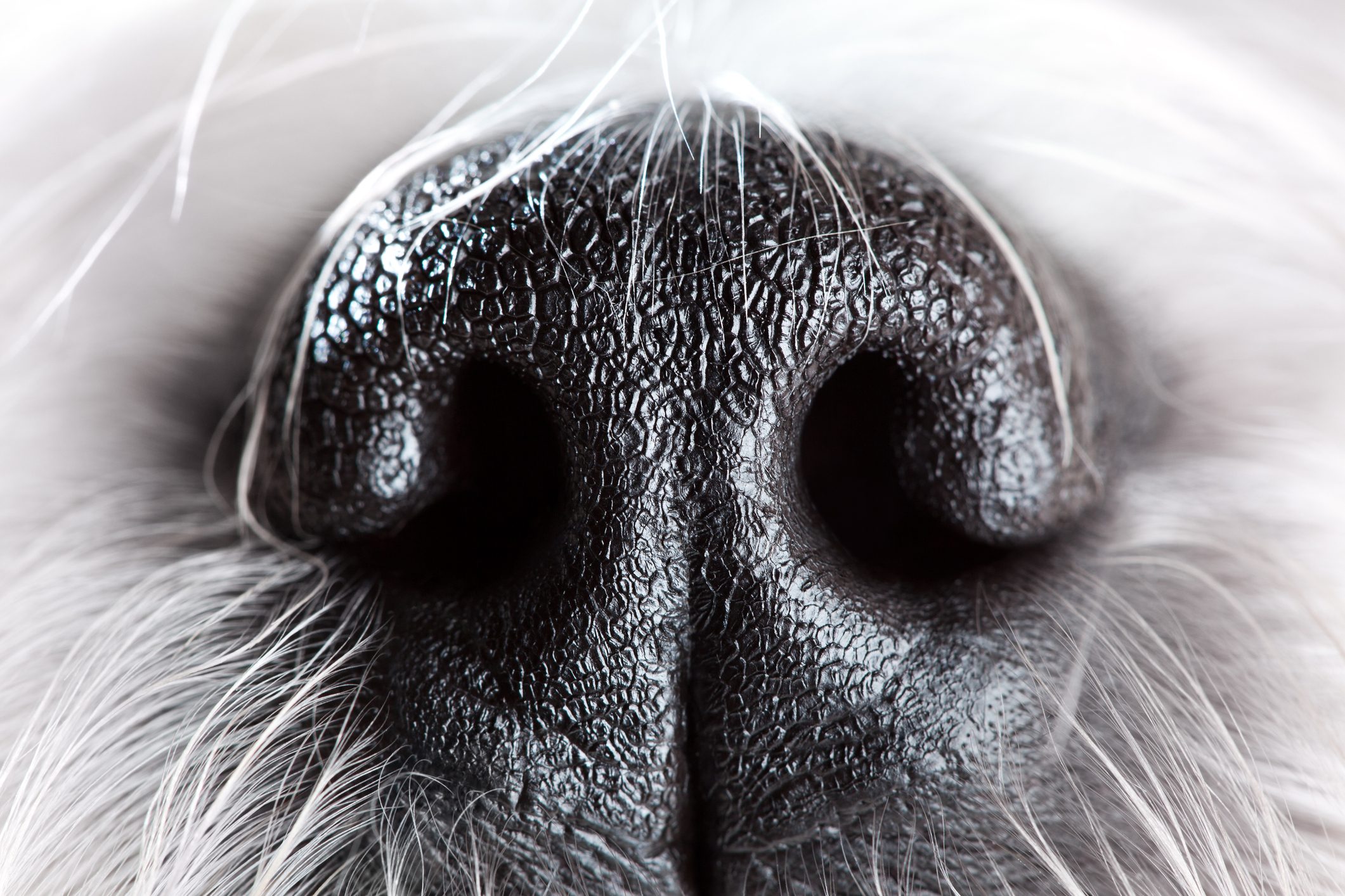 Dog nose close-up