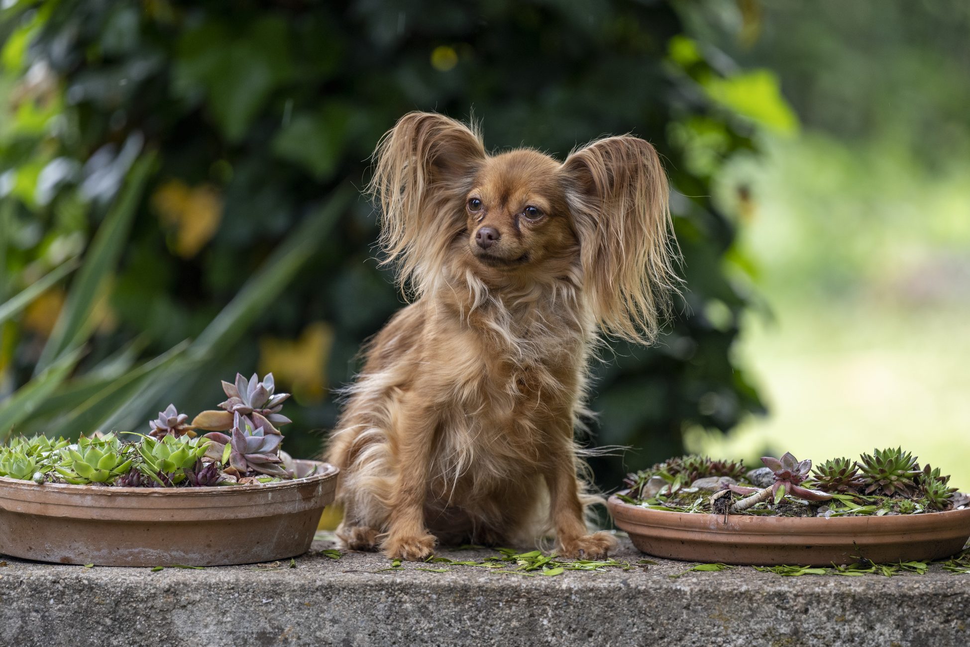 Close-up portrait of a cute red Russian Longhaired Toy Terrier sitting on a shelf in the yard