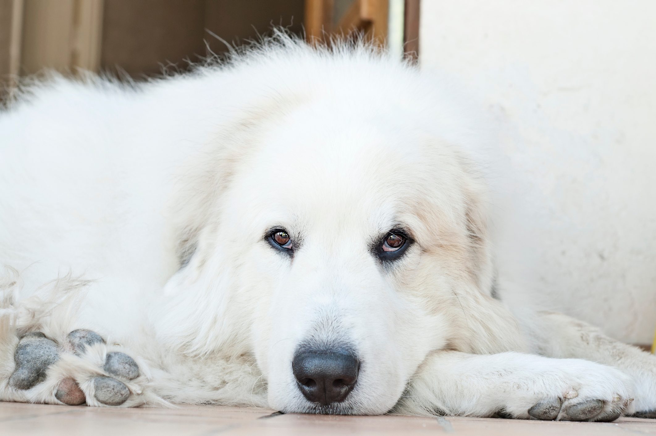 Great Pyrenees portrait