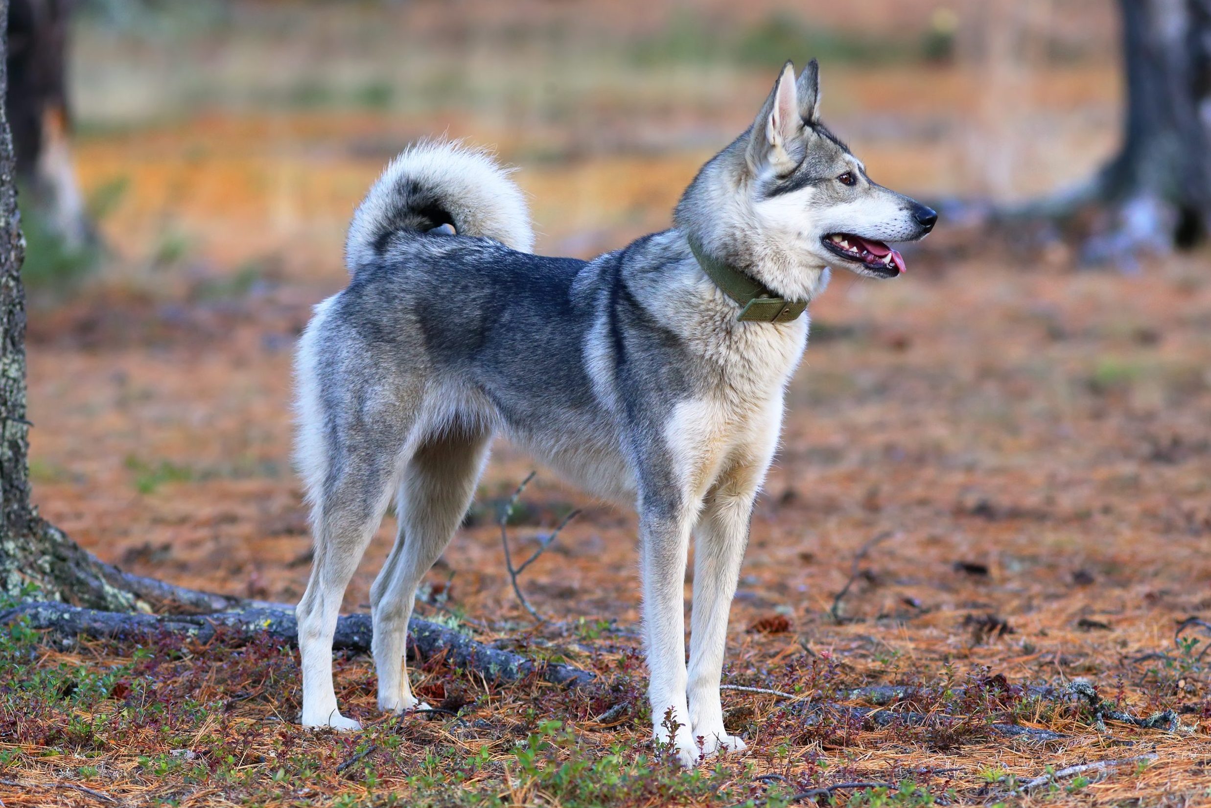 West Siberian laika hunting