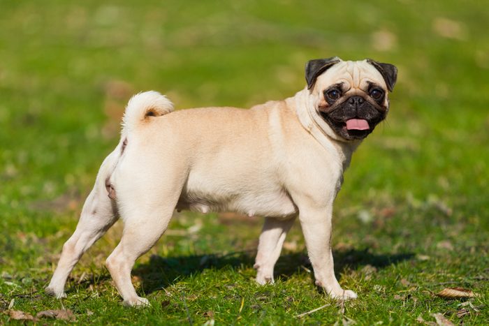 Pug dog