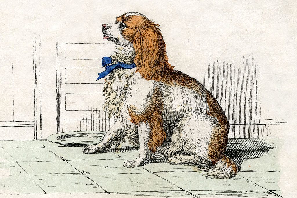 Antique Print Of A Spaniel