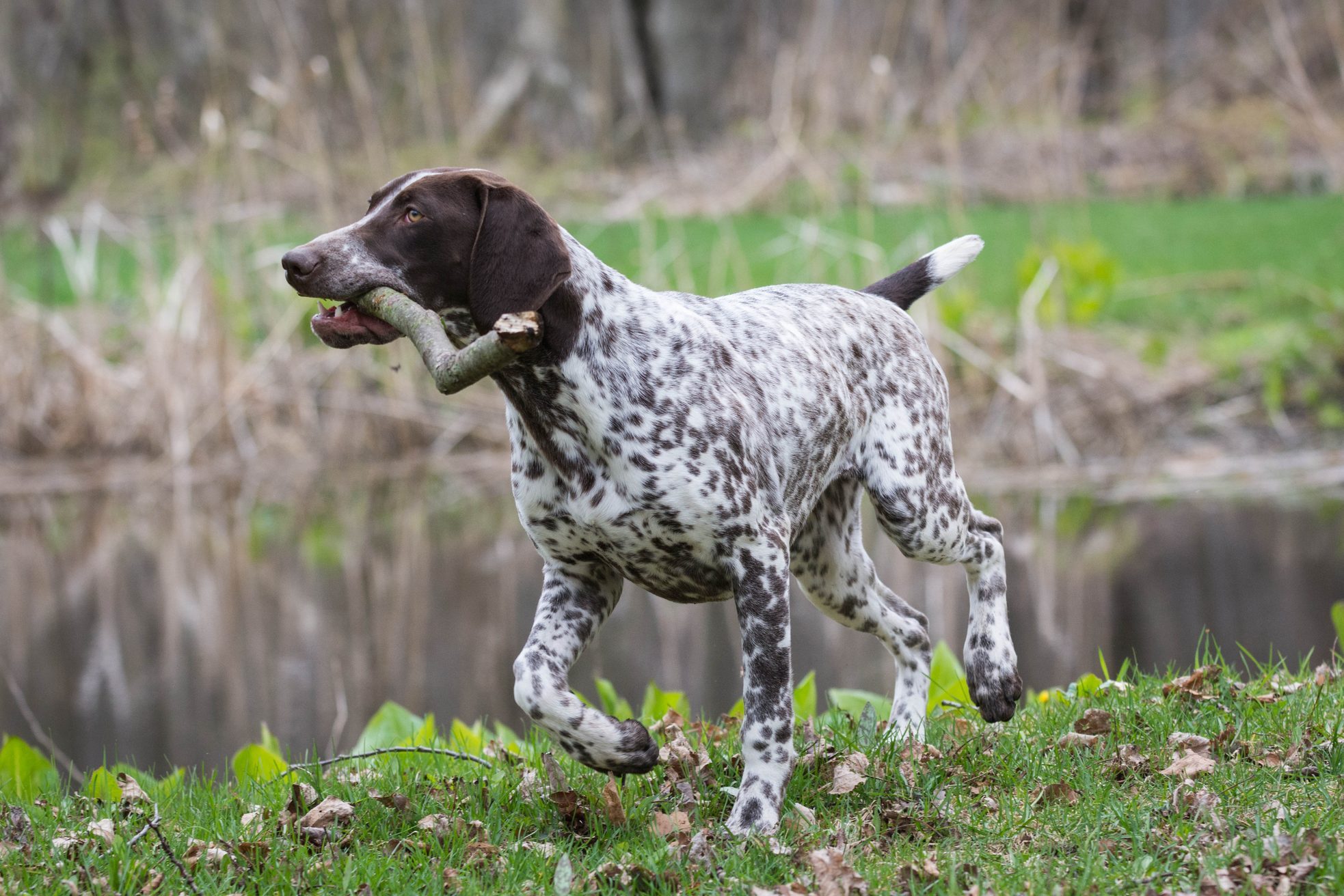 german shorthaired pointer