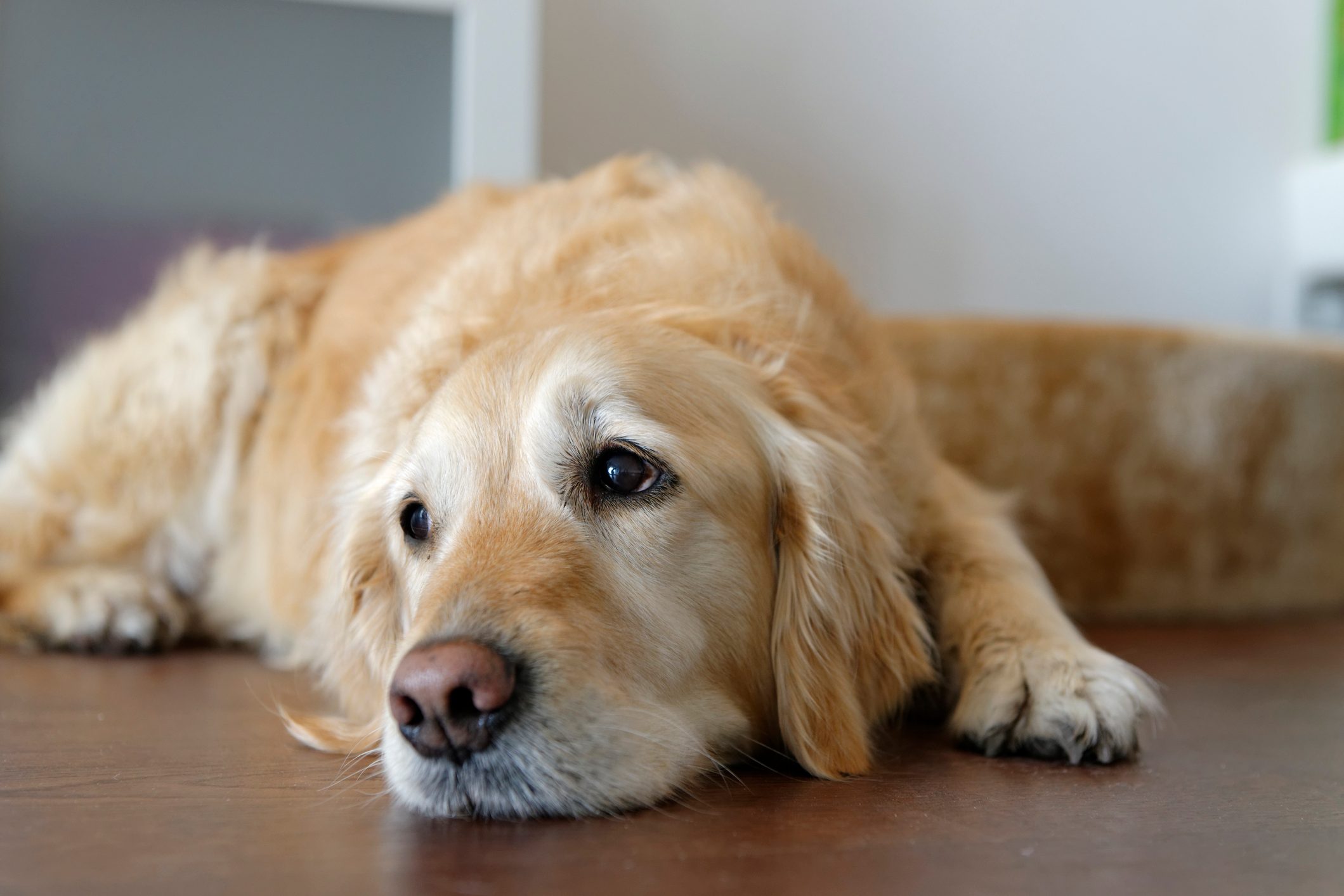 10 Signs Your Dog Feels Neglected and Needs More TLC