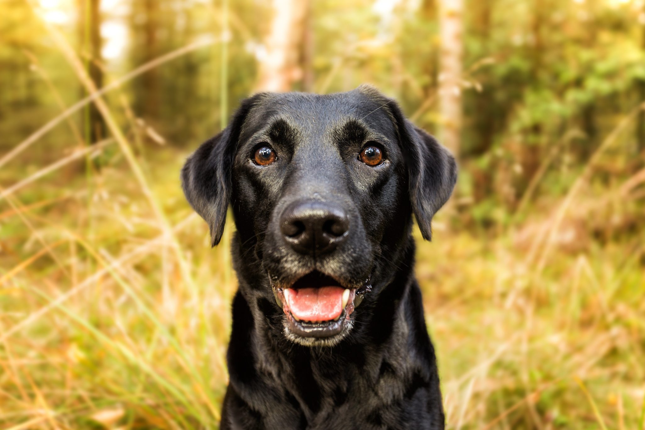 What Your Dog’s Facial Expressions Really Mean