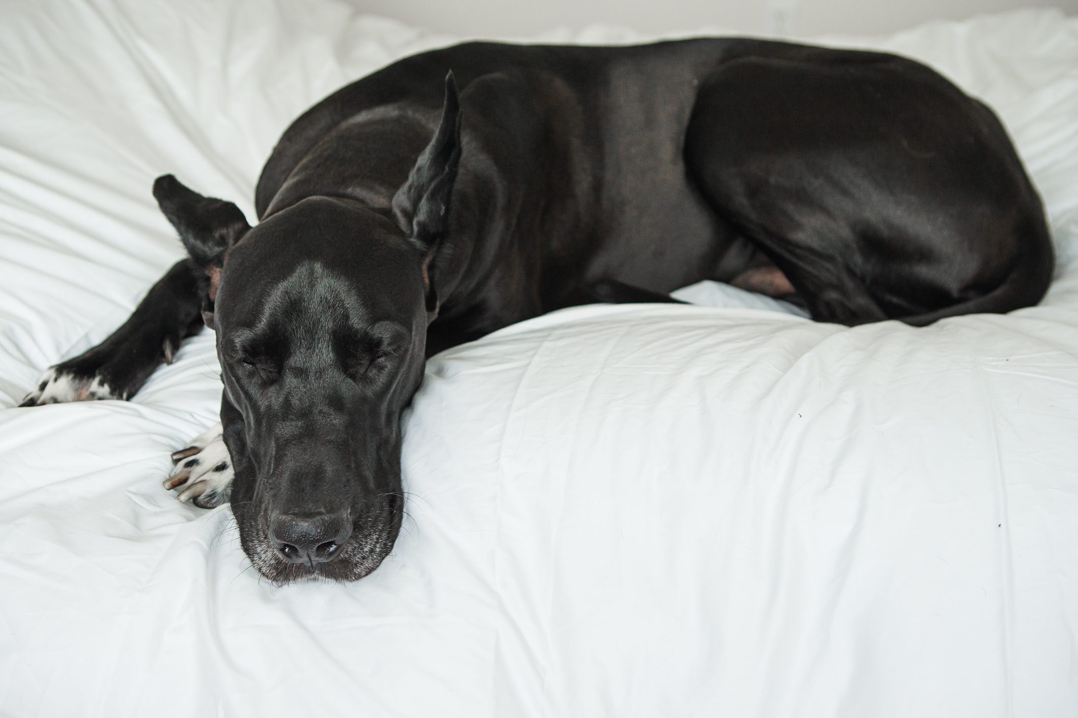 Black sleeping on white bed