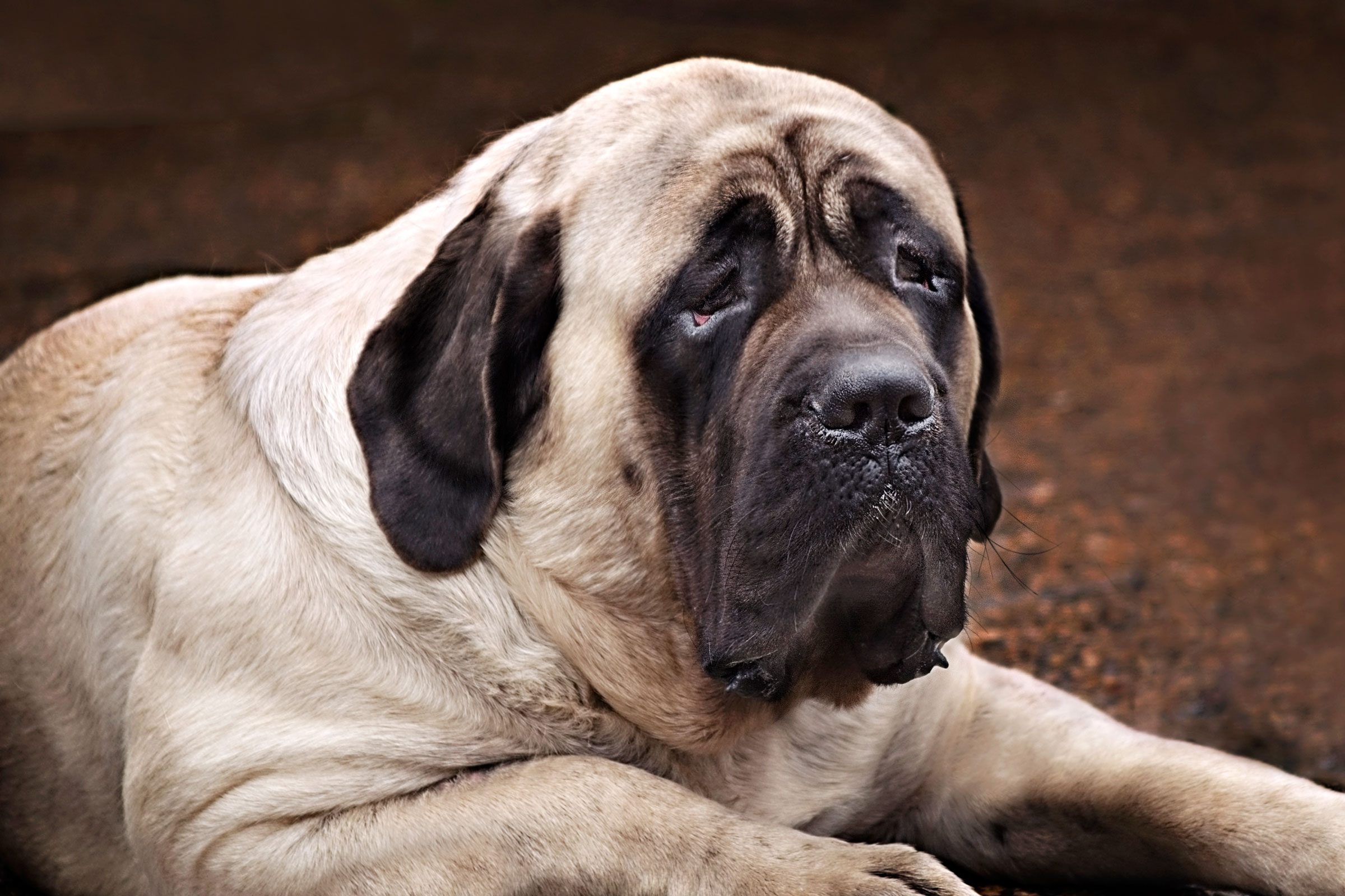 lazy mastiff