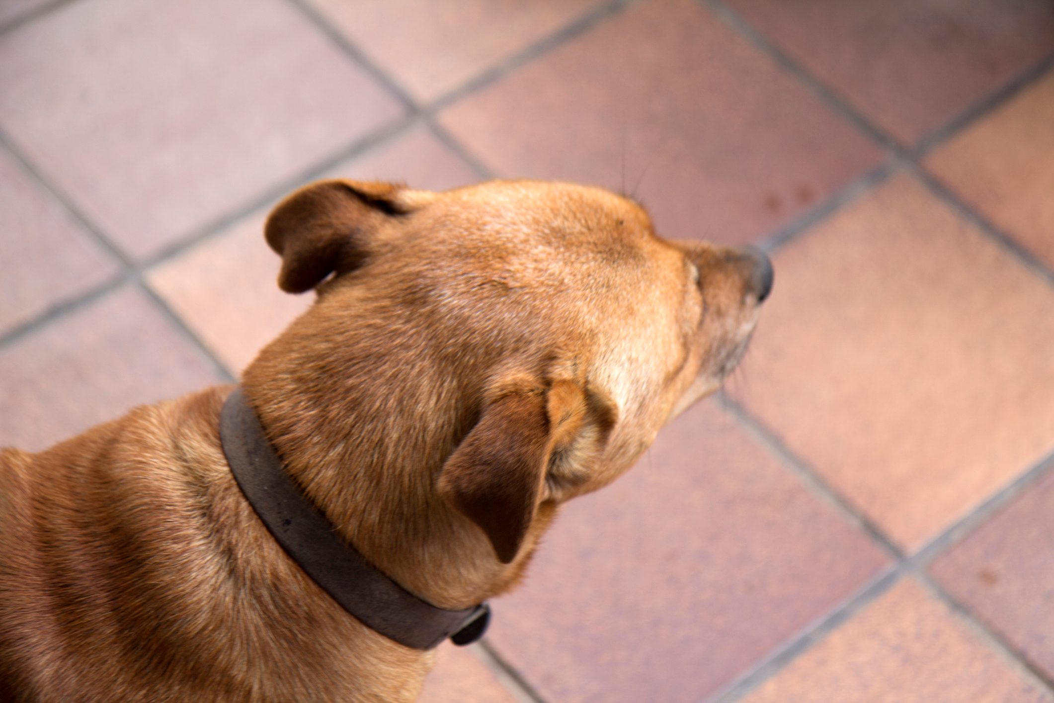 top view of dogs ears pulled back