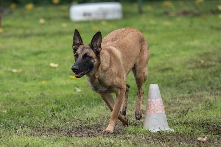 Malinois