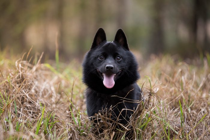 Schipperke dog playing outside