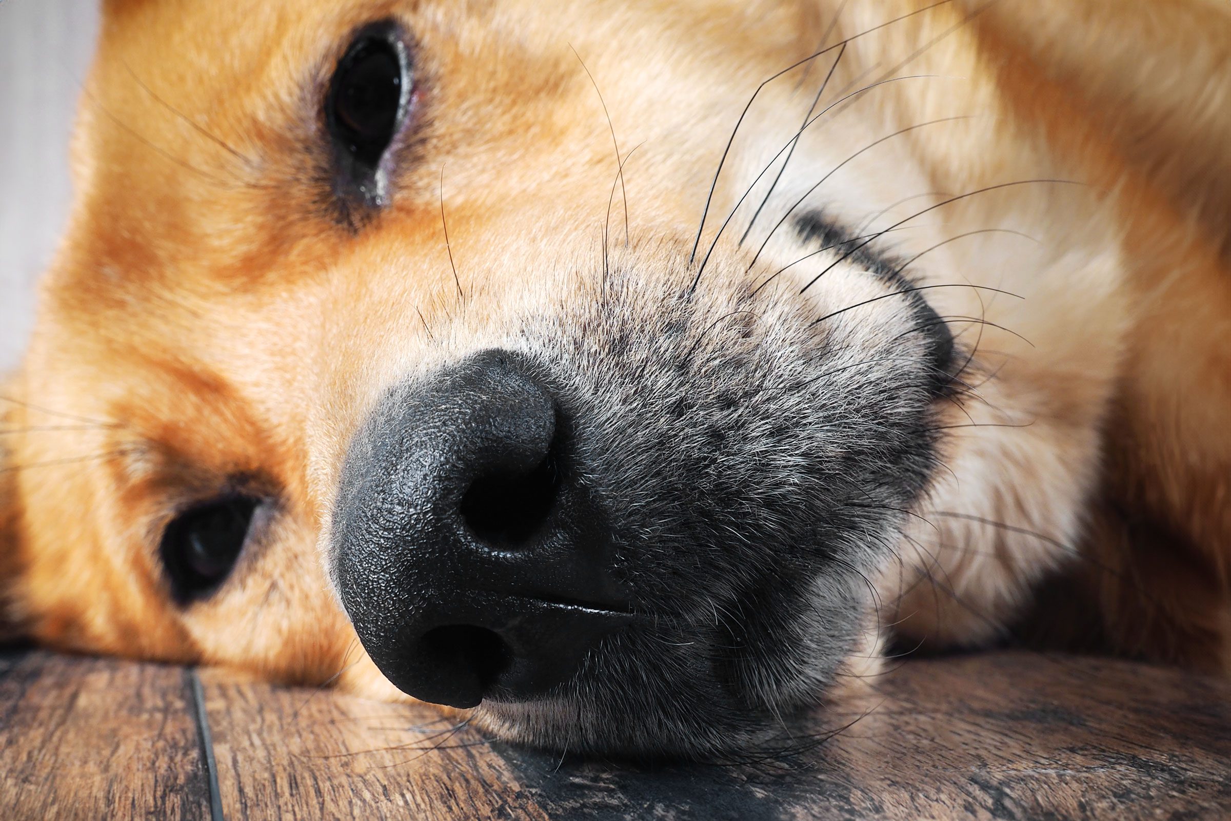 Why Do Dogs Have Whiskers? 5 Reasons, According to a Vet