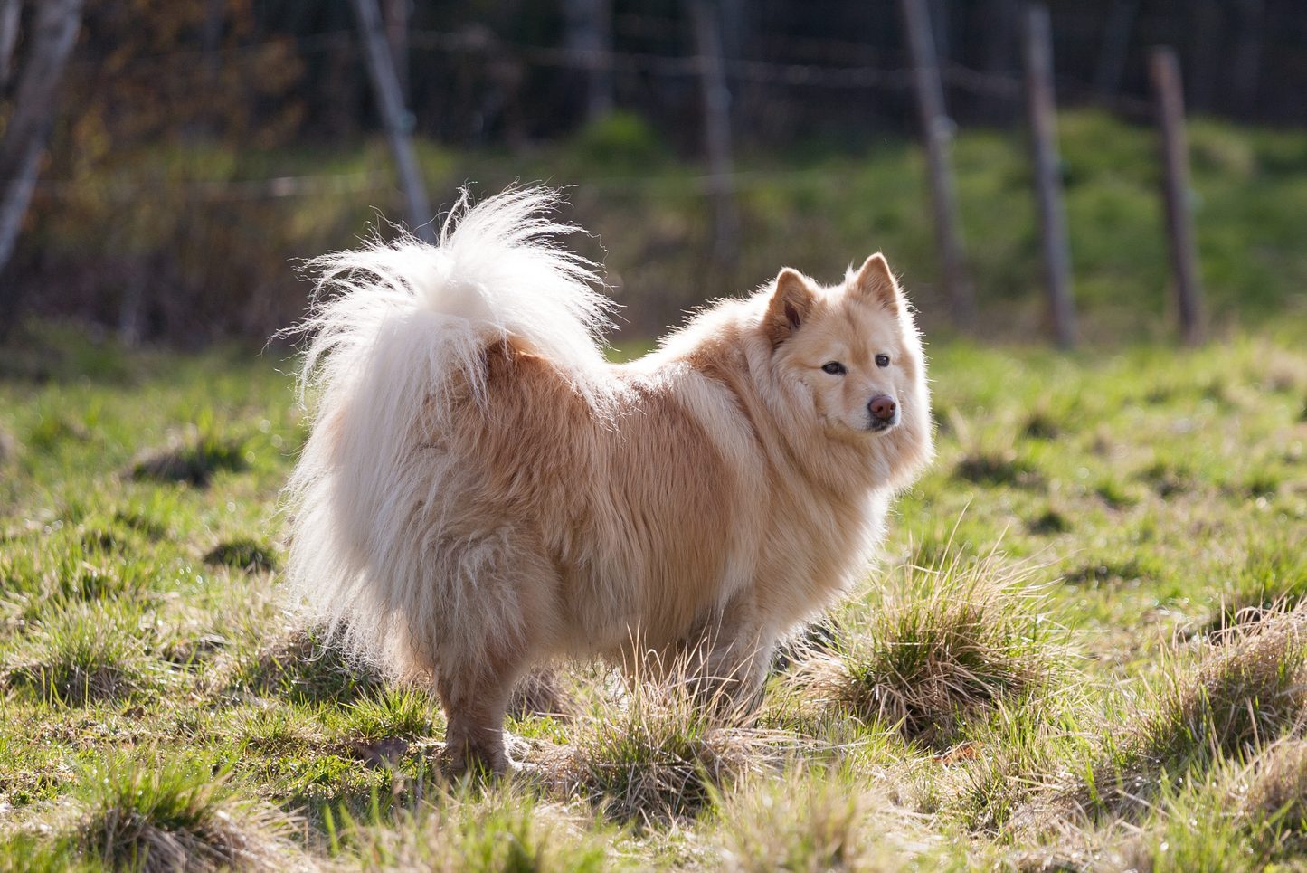 Finnish Lapphund (Canis lupus familiaris) on field, Finland