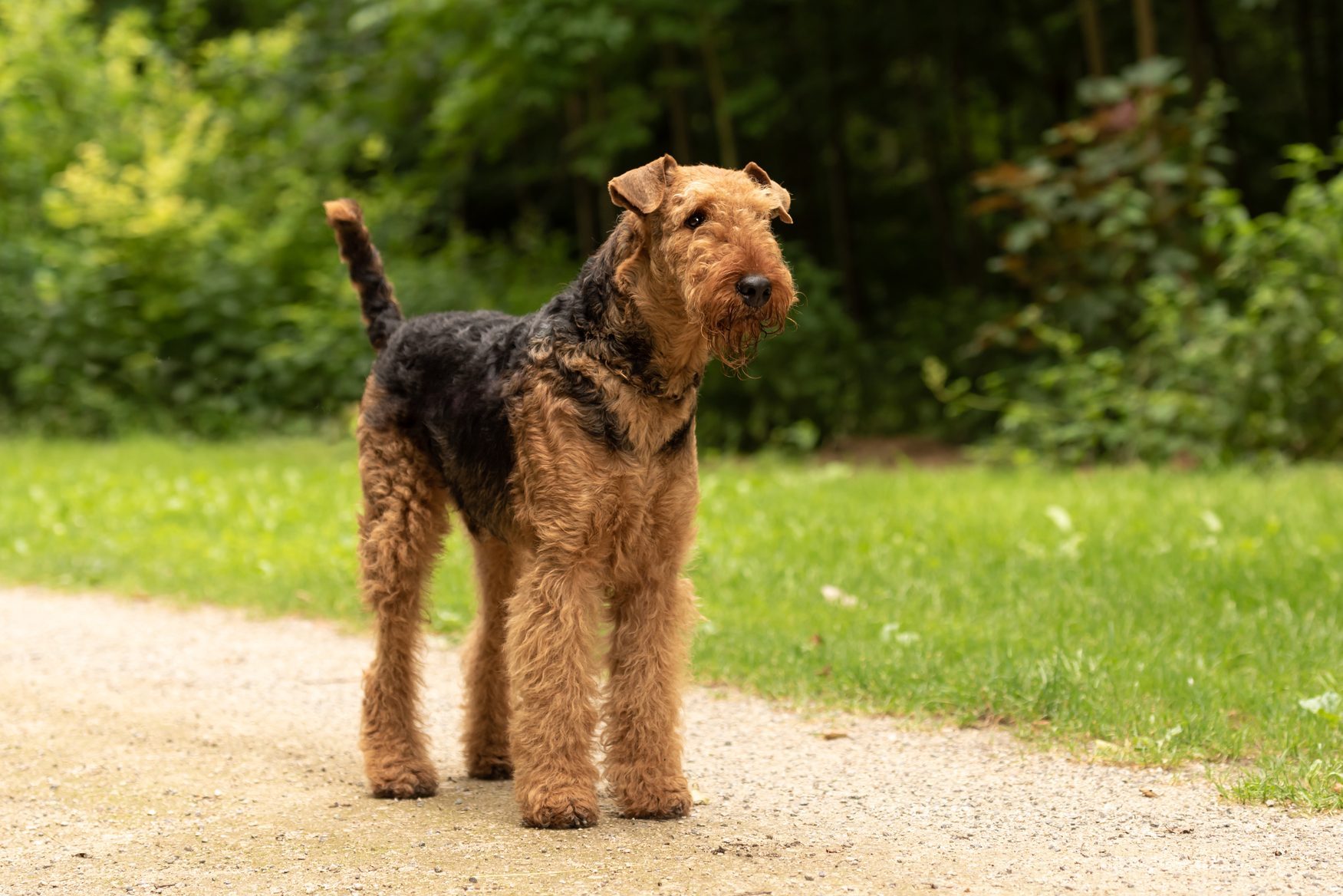 Airedale Terrier. Dog is standing on a path in forest and is waiting obediently.