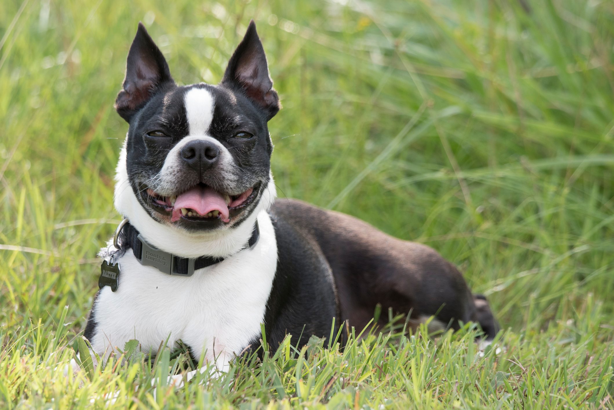 Boston Terrier