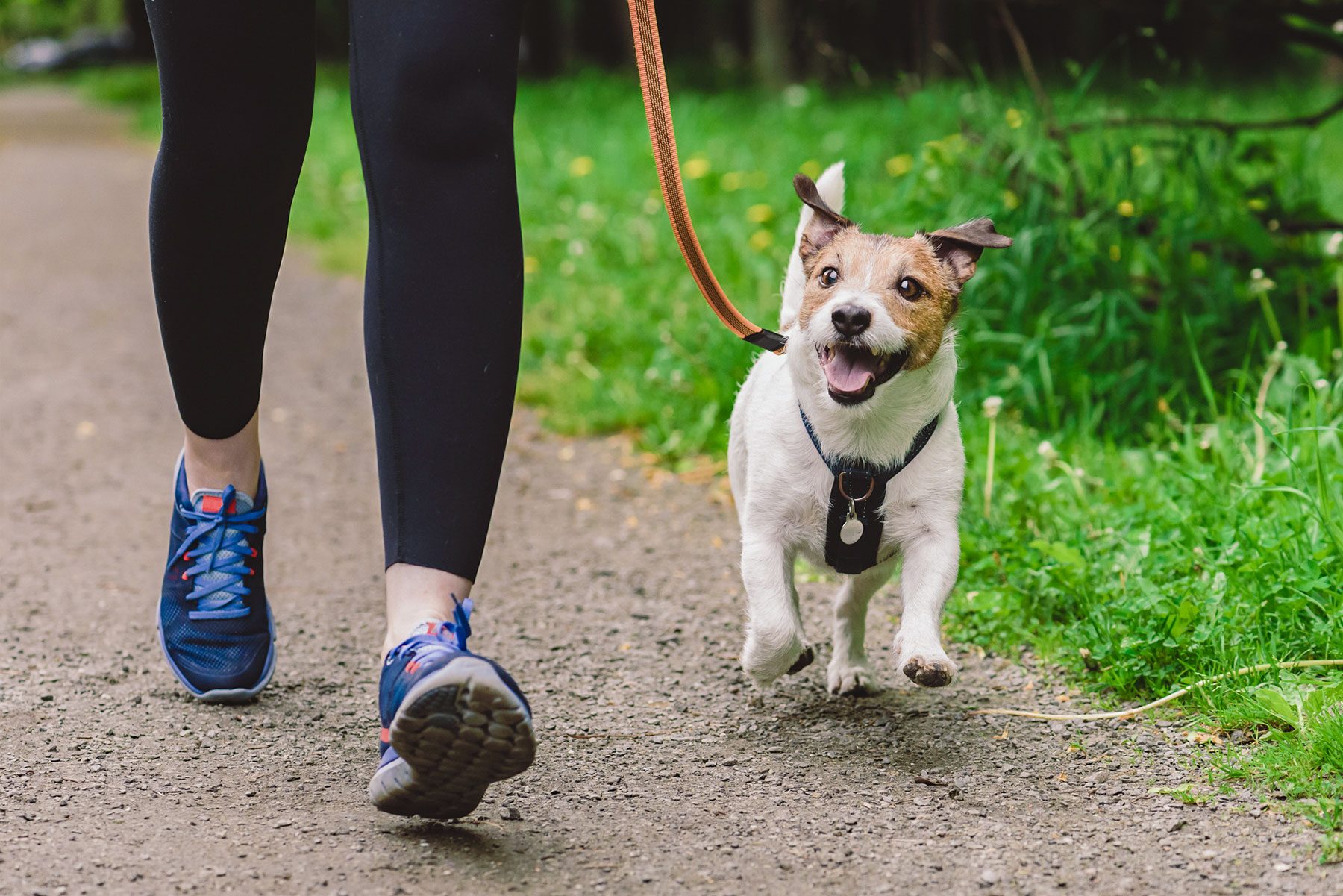 Woman running with dog to workout during morning walk