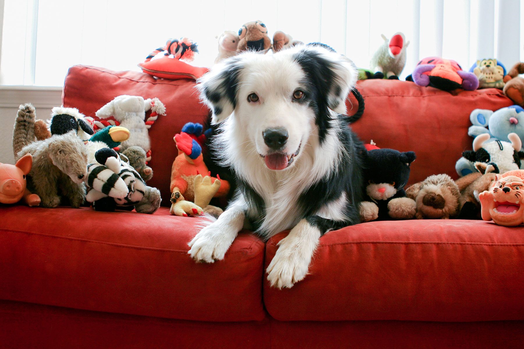 How Do I Know If My Dog Is Happy 12 Telltale Signs, According To Experts Gettyimages 144248947 Yvedit