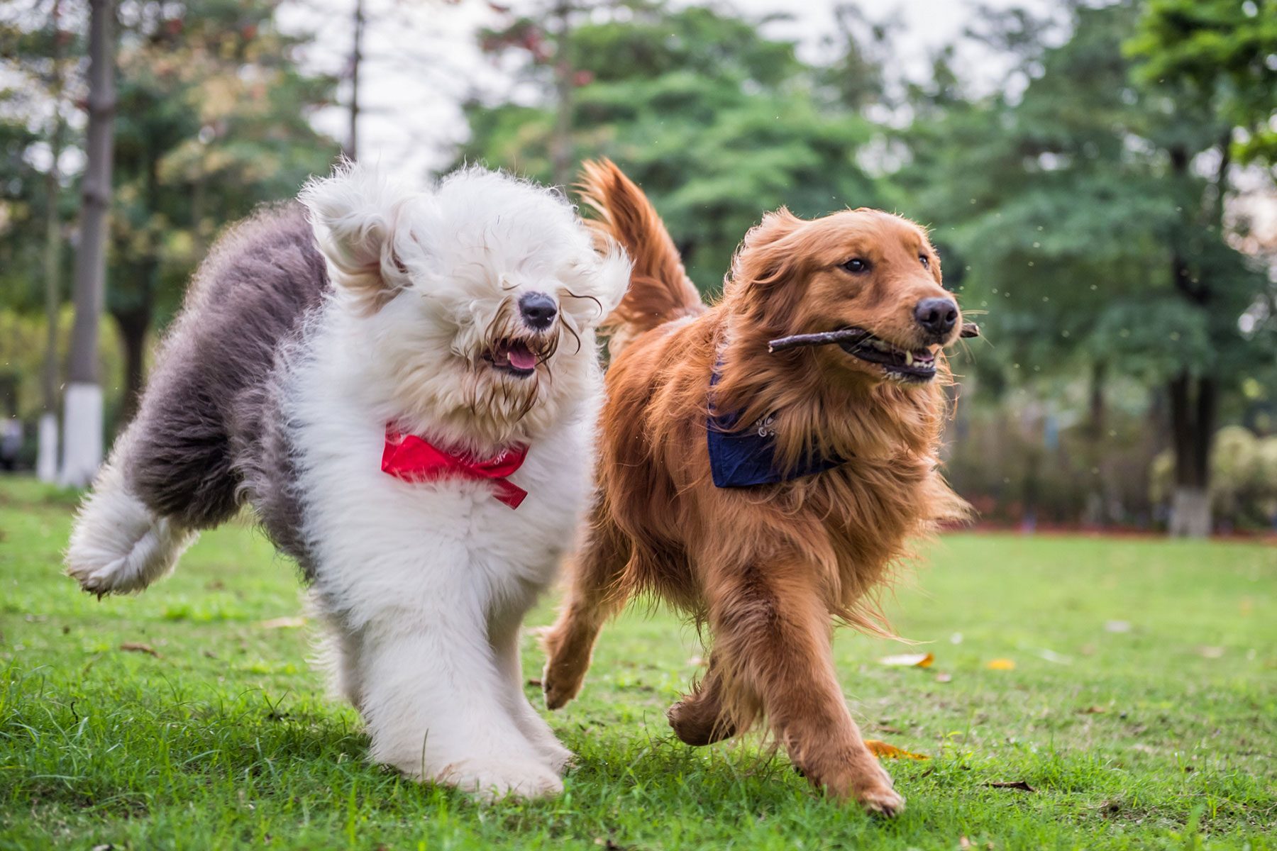 Golden Retriever and Ancient Shepherd, played on the grass