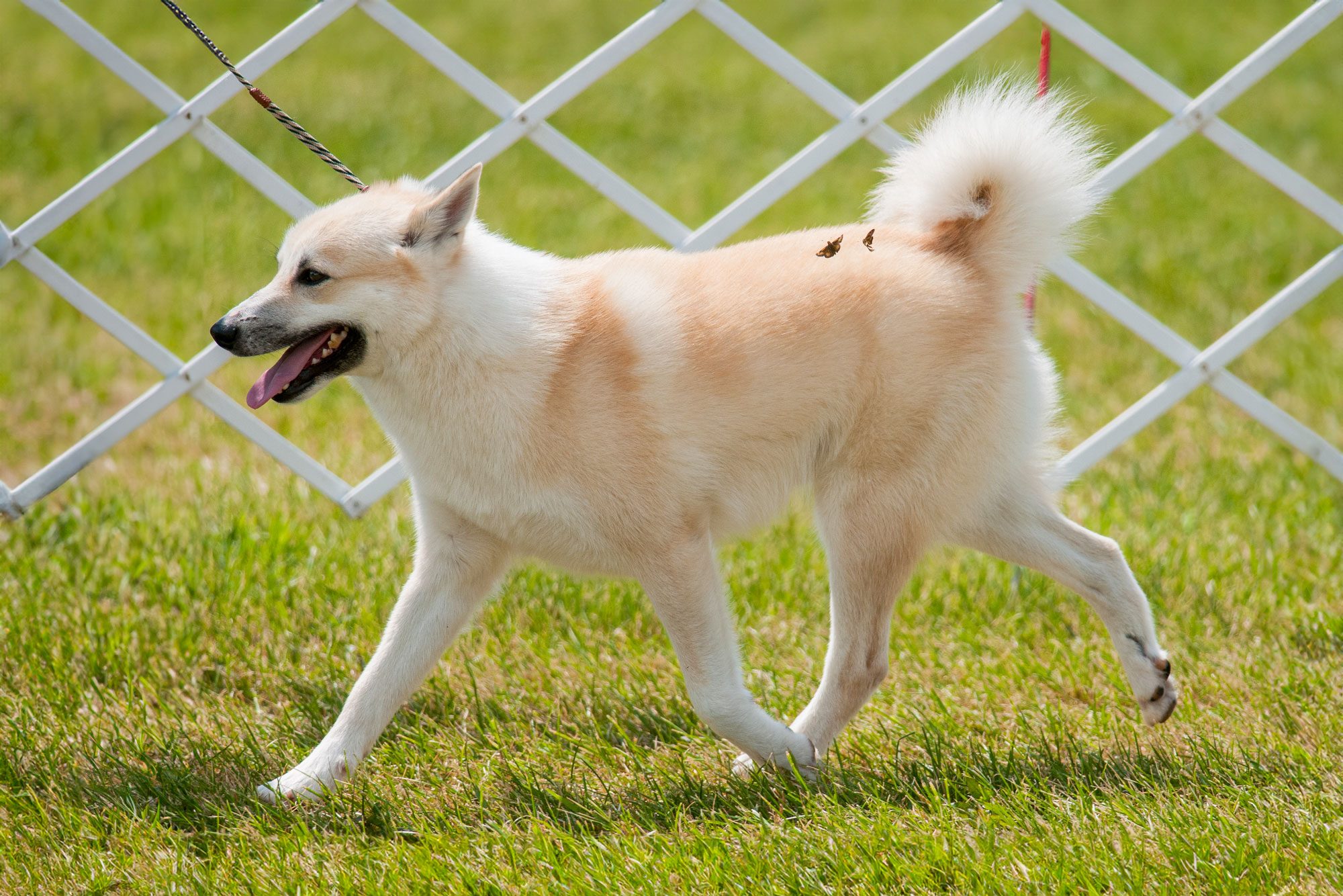 Norwegian Buhund Walking In A Dog Show