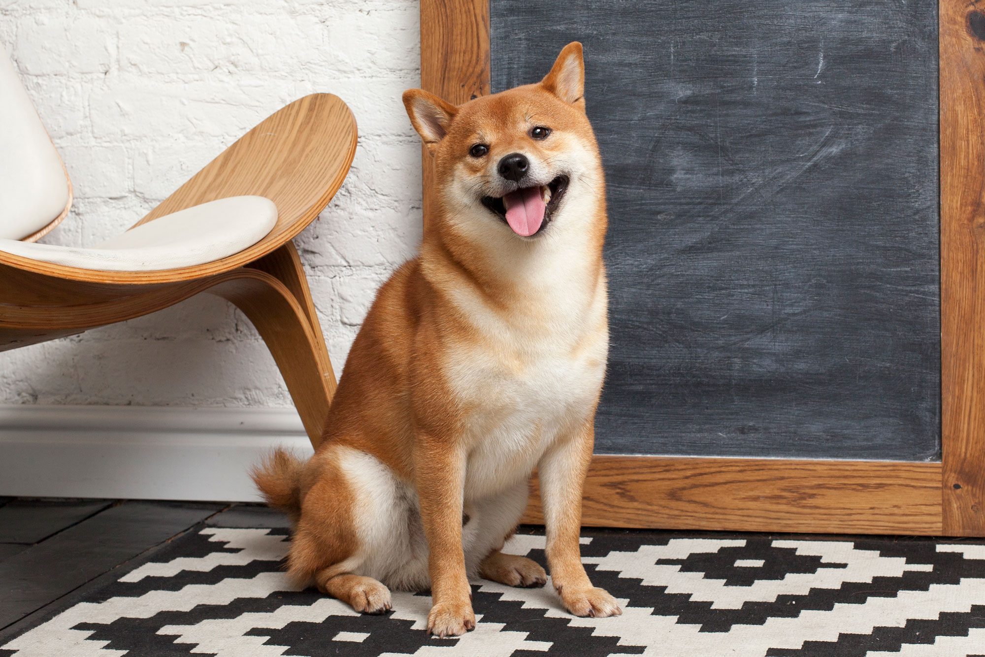 Siba Inu Sitting In A Room