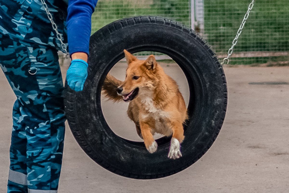 Sulimov Dog in Russia Health Virus Aviation