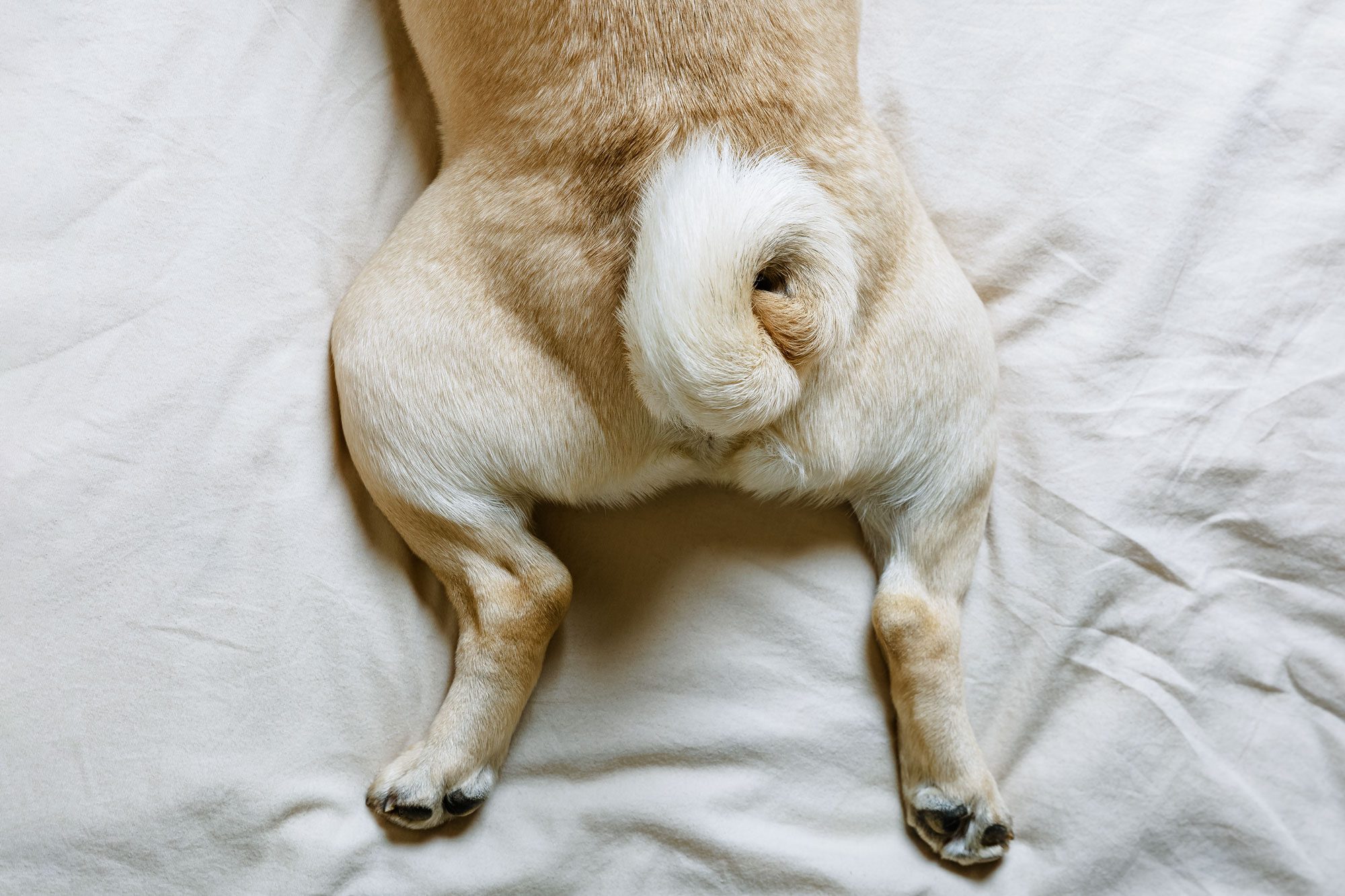 The Tail And Paws Of A Beige Pug Dog