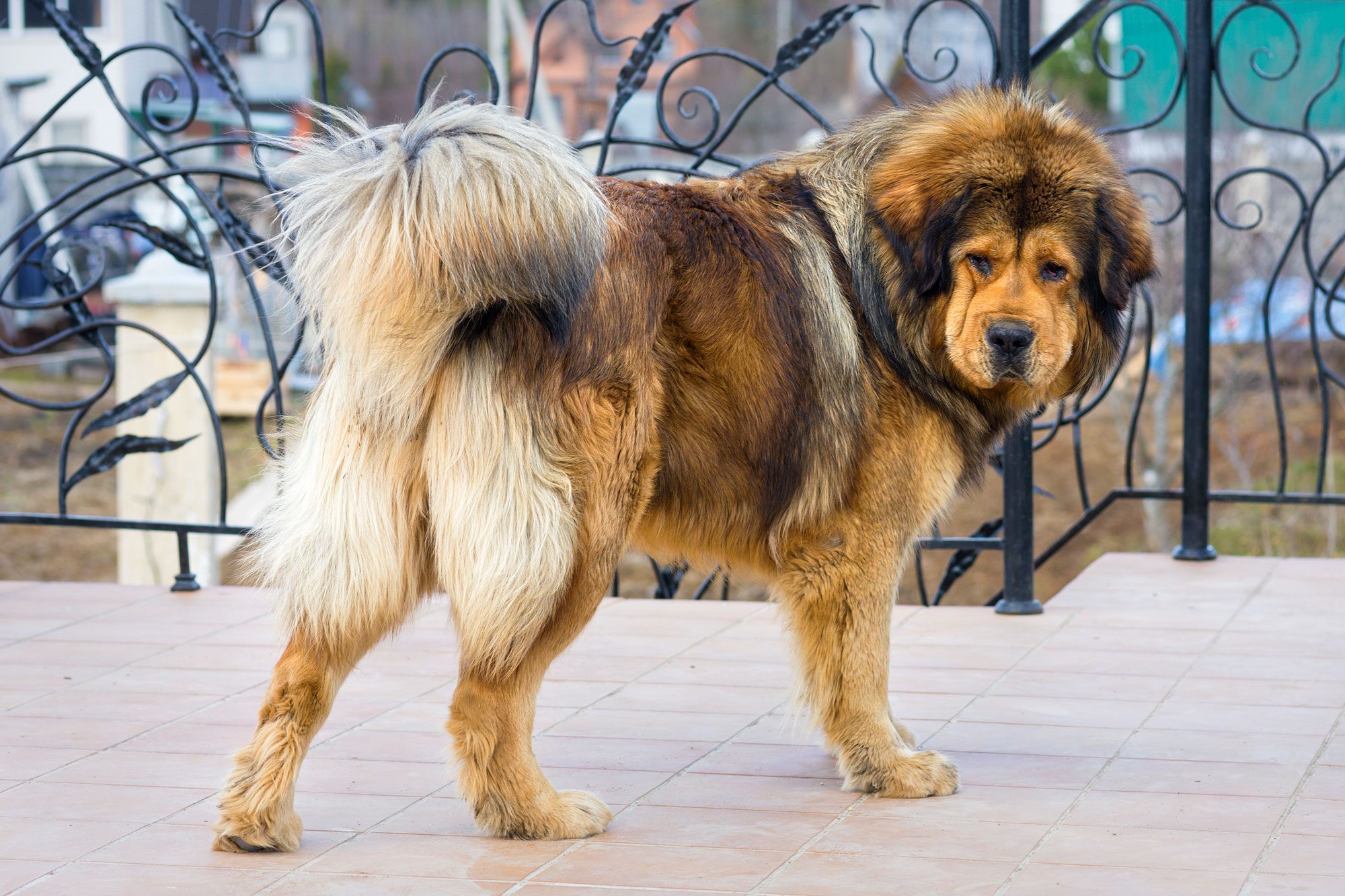 Tibetan Mastiff