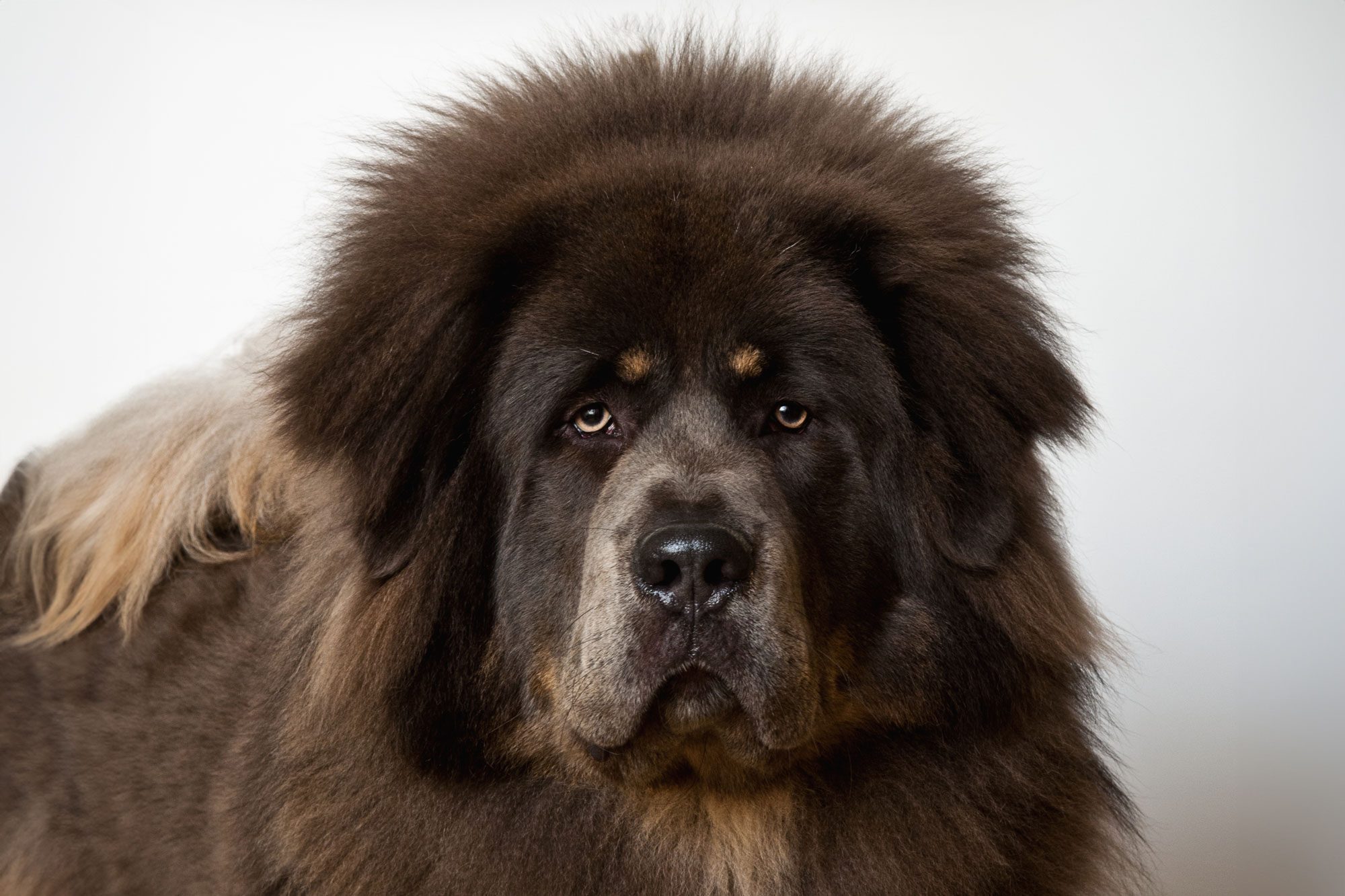 Tibetan Mastiff