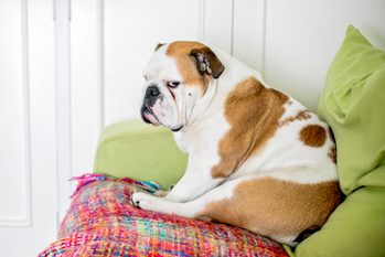 A Bored English Bulldog Puppy At Home