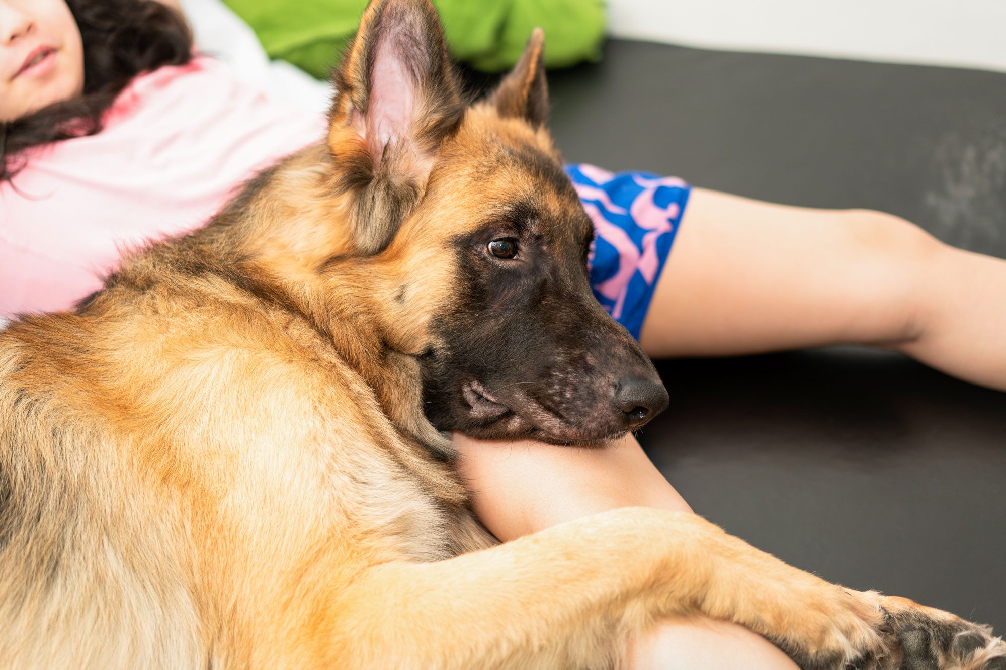 Dog Head With Owner Togetherness Sitting With Care And Smiling