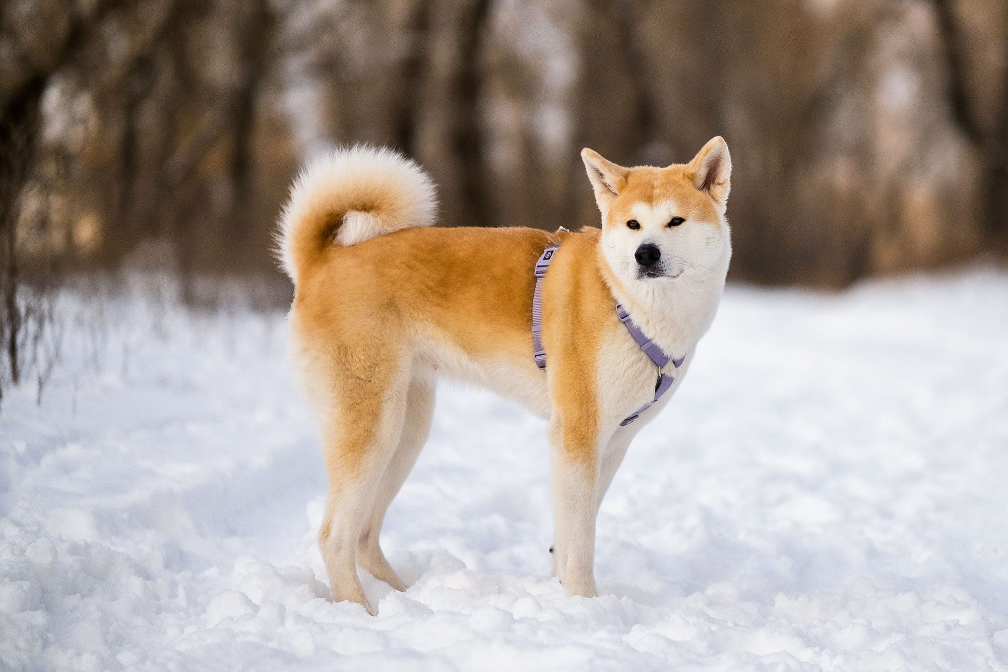 Japanese Dog Akita Inu Winter Portrait