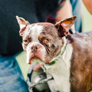 Mad Dog Looking At Camera