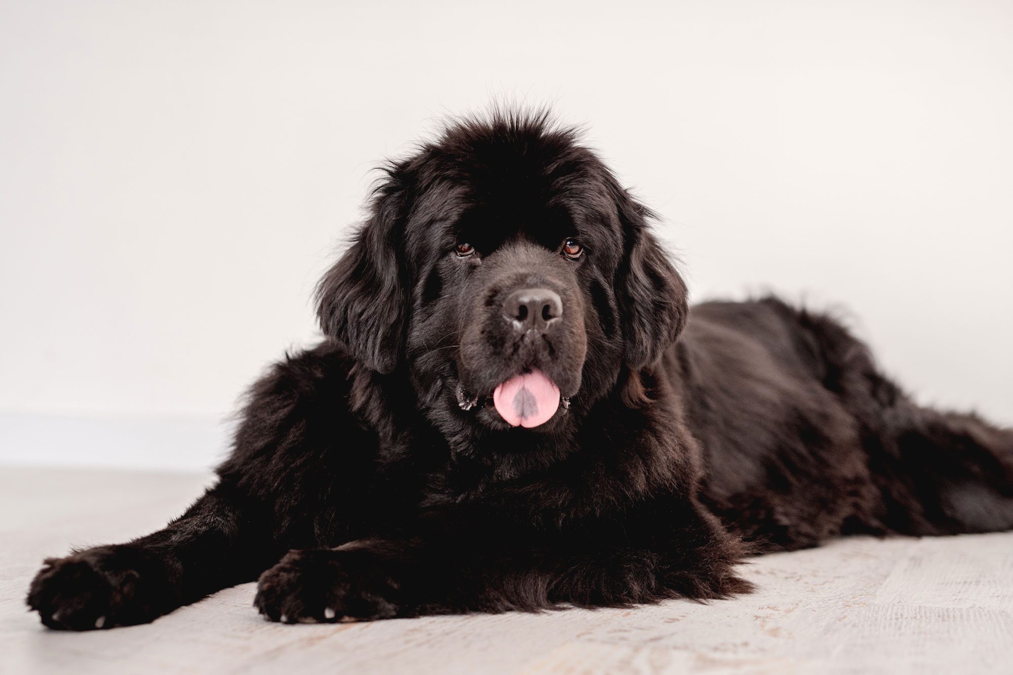 Newfoundland Dog Lying On Floor Near White Wall Indoors