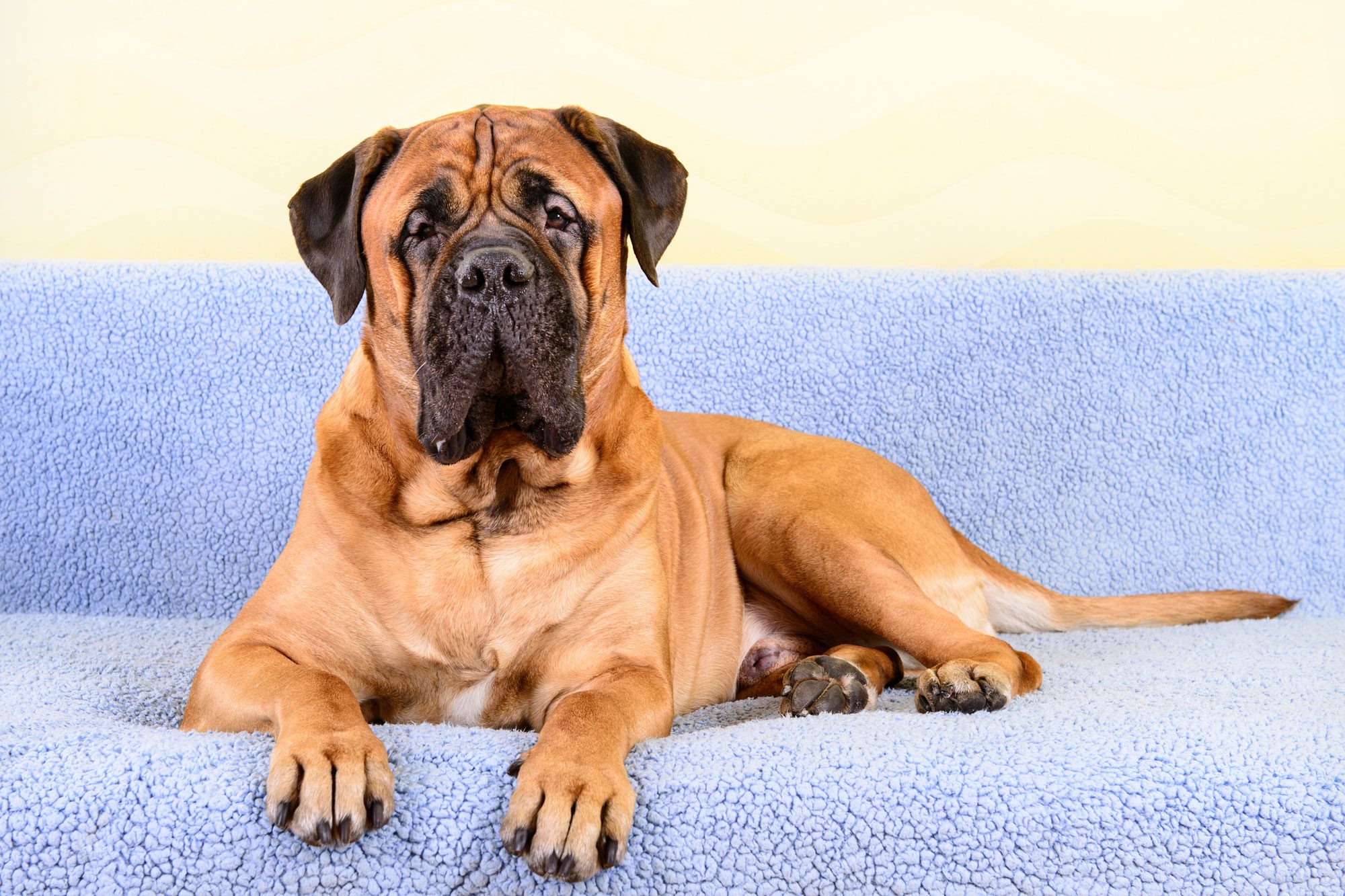 Pet Bullmastiff Dog Lying On The Blue Sofa