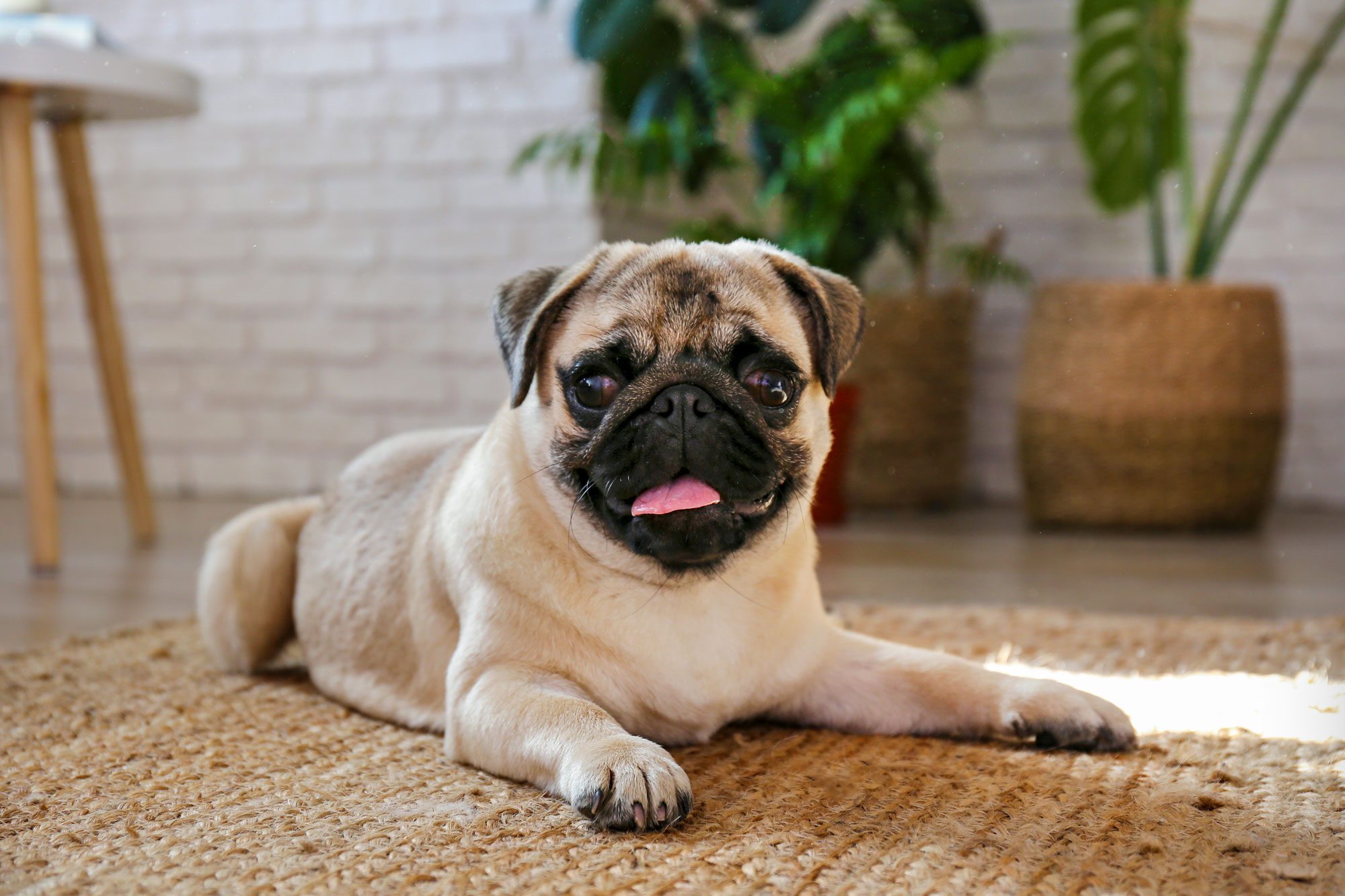 Pug Lying On Wood Textured Floor