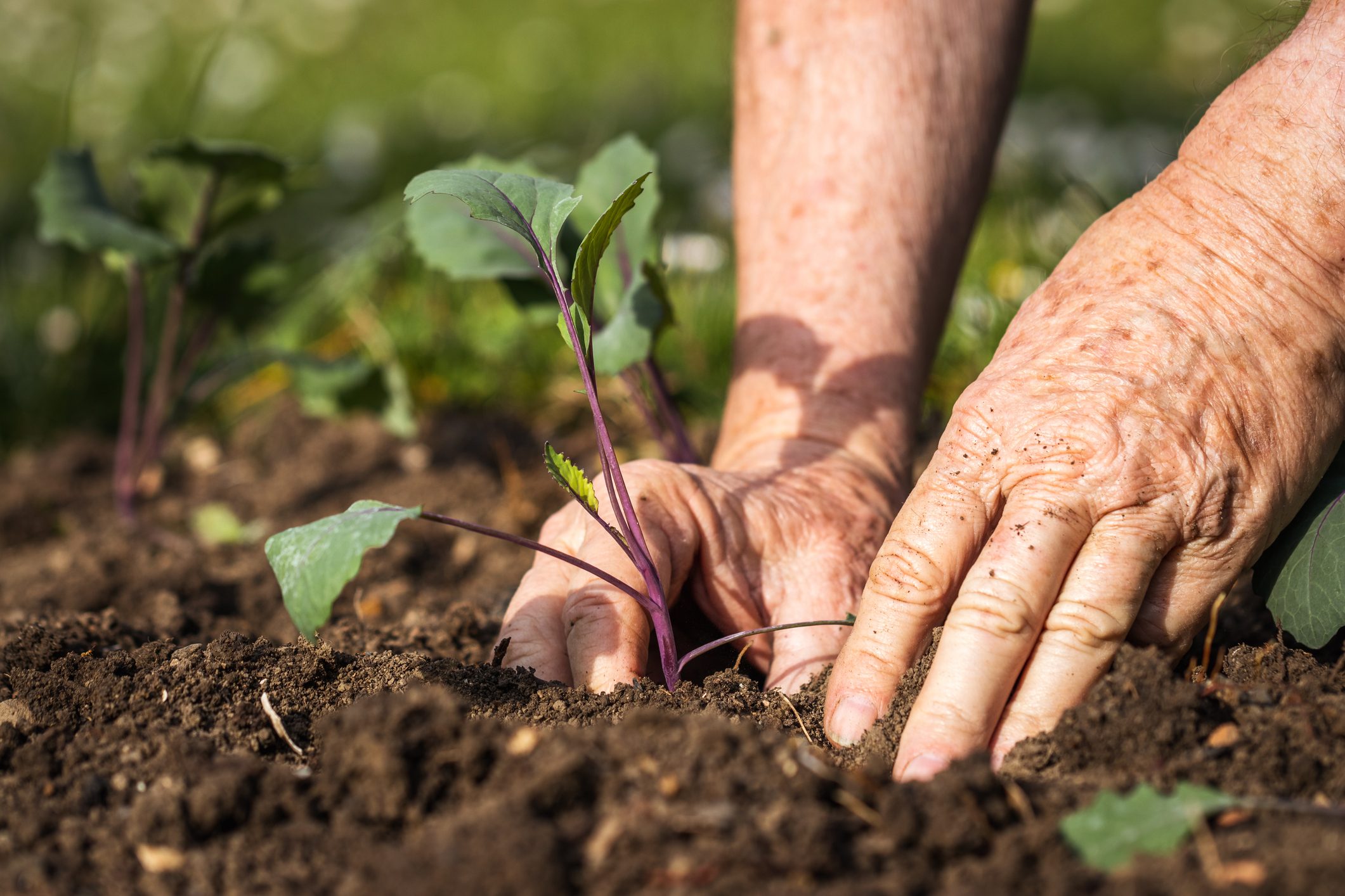 Farmer planting kohlrabi plant into soil at garden