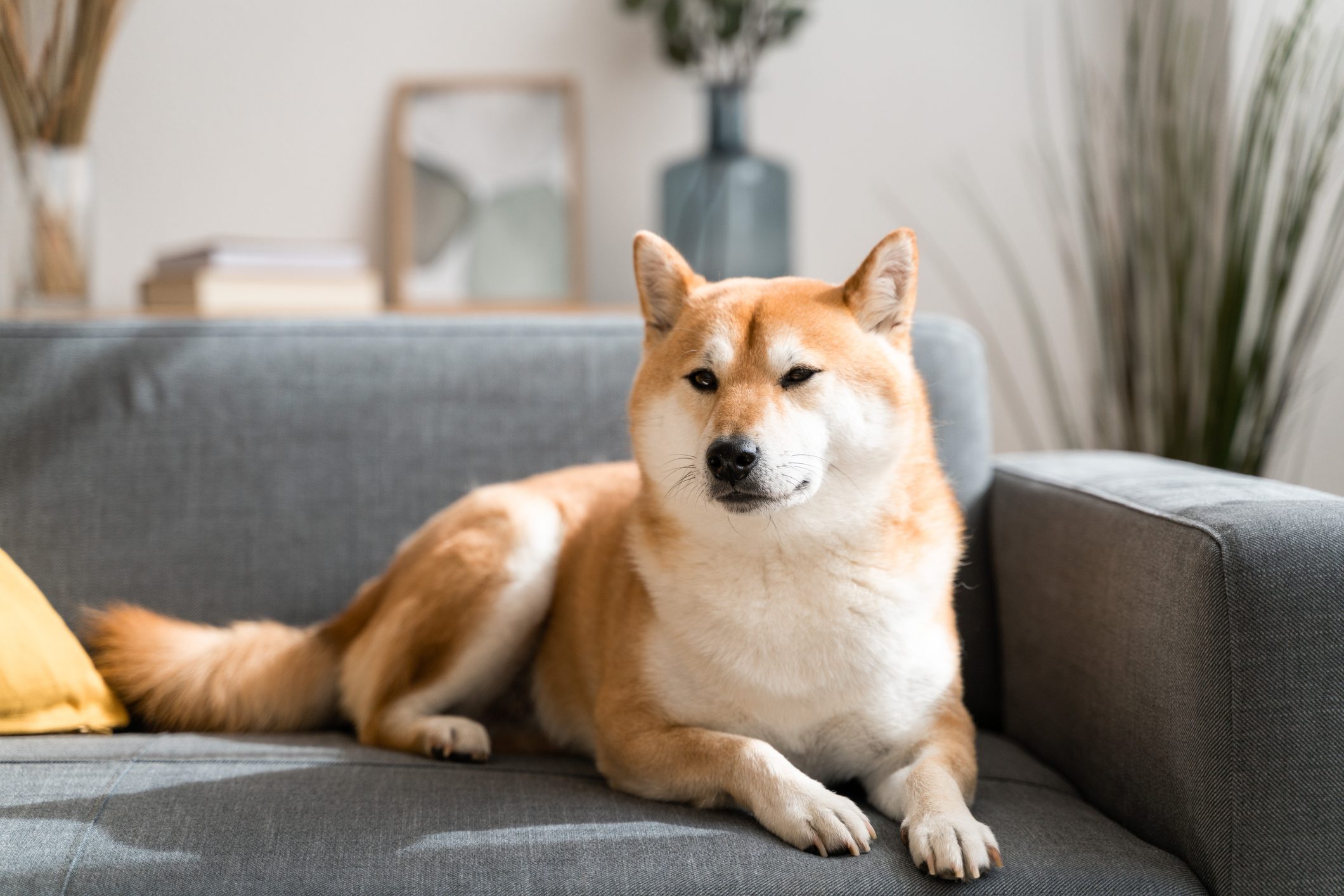 Beautiful shiba inu dog taking a rest on living room sofa.