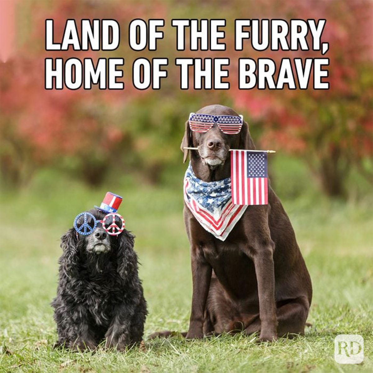 Funny 4th Of July Memes