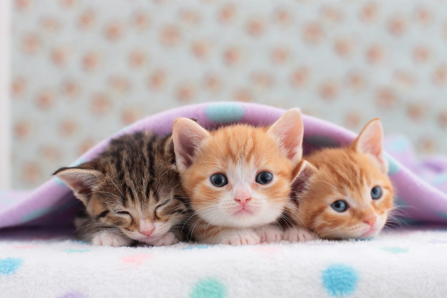 50 Photos Of Cute Kittens That Will Make You Melt Gettyimages 187144066 Ssedit Ft