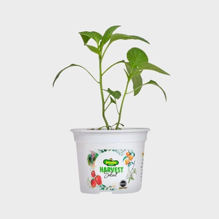 Bonnie Plants Harvest Select 25 Oz. Carmen Italian Sweet Pepper Plant Ecomm Homedepot.com 