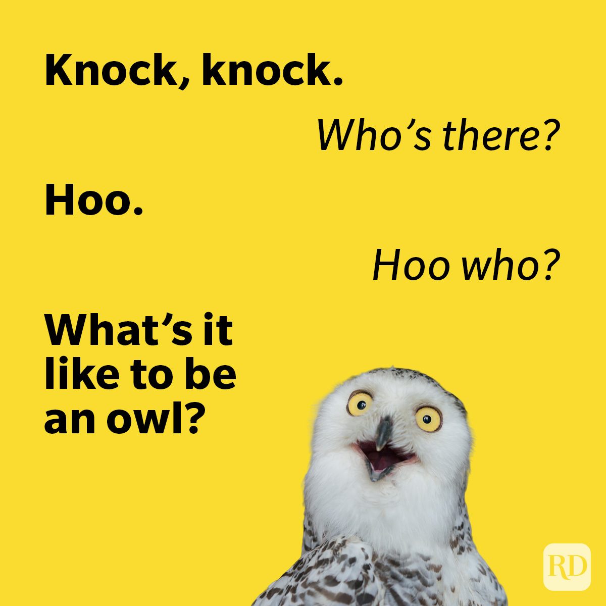 Knock Knock Jokes