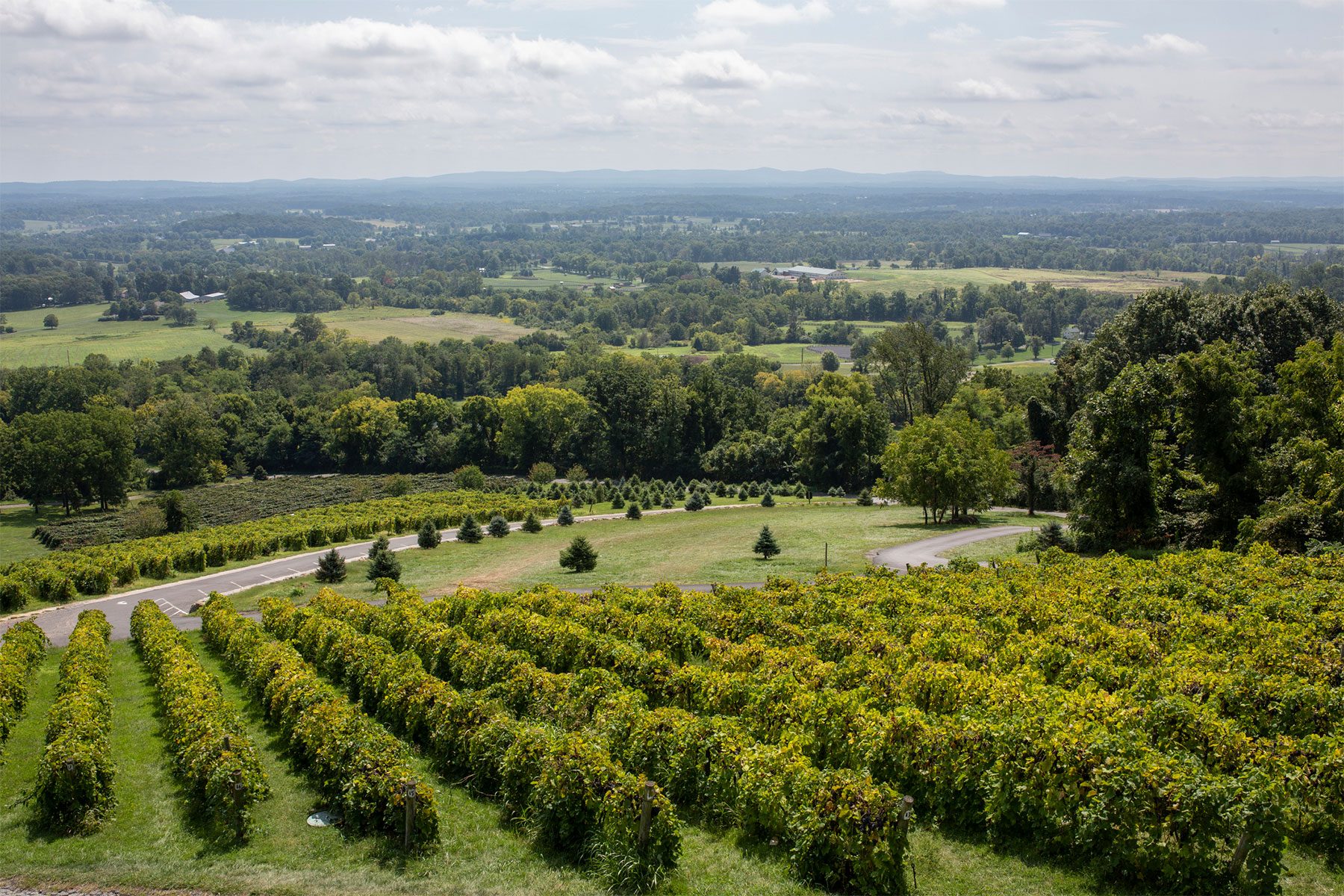 Vineyard views at Bluemont Vineyard in northern Virginia.