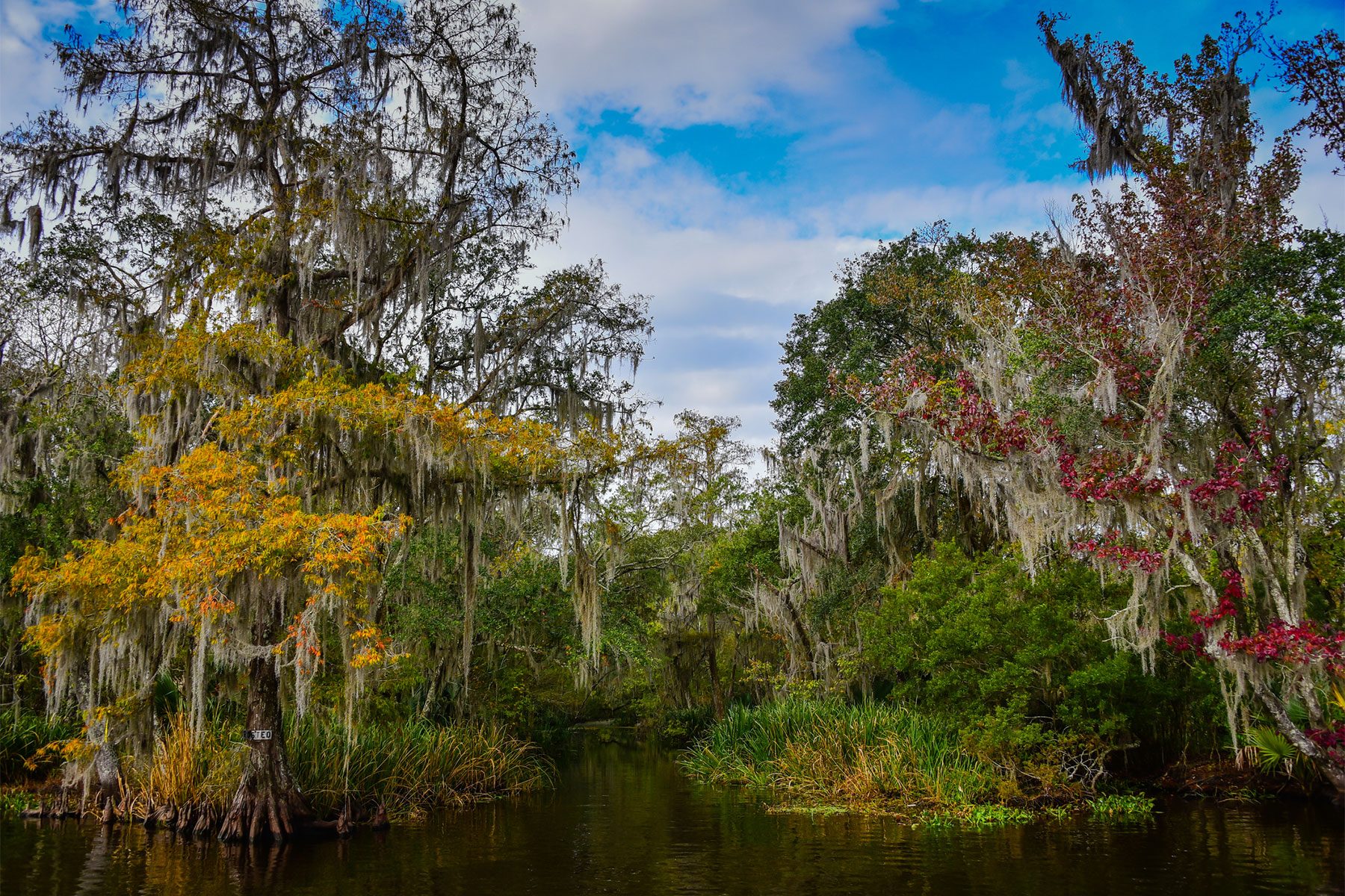 Trees along the Bayou L'Ours swamp - Kraemer LA