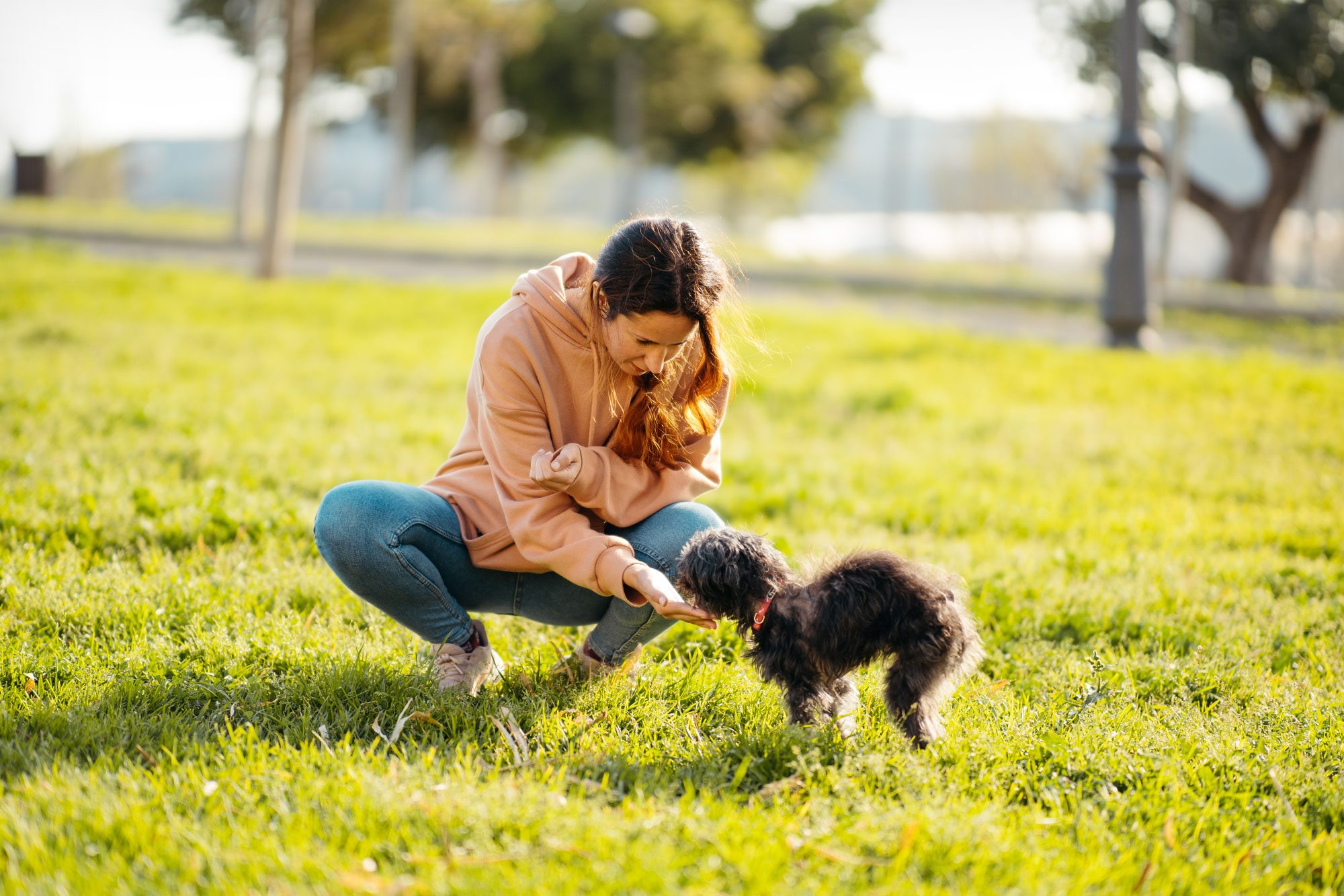 A Woman Feeding A Rescued Black Shih Tzu In The Park At Sunset