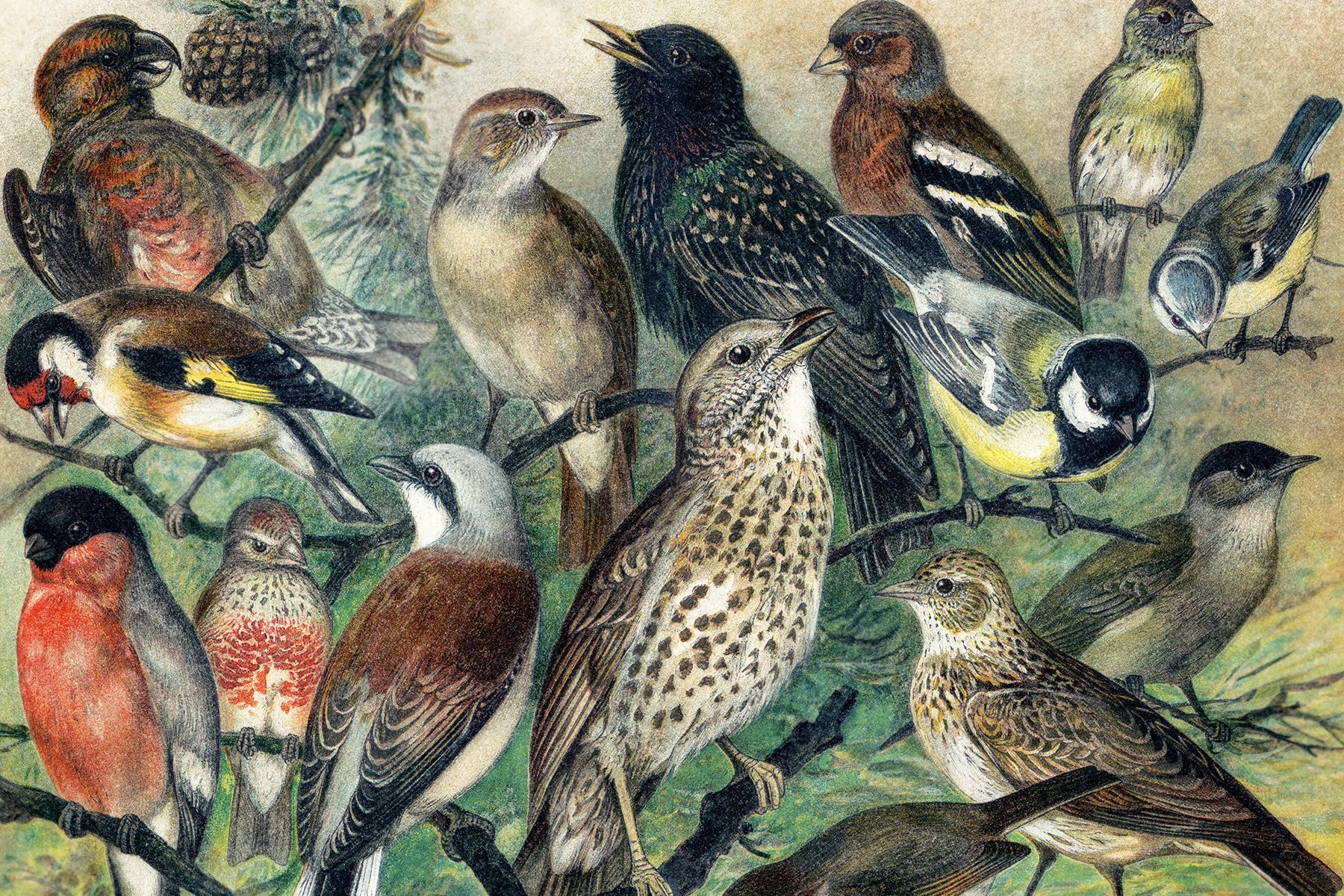 Birds Of America By John James Audubon Gettyimages 1304757808