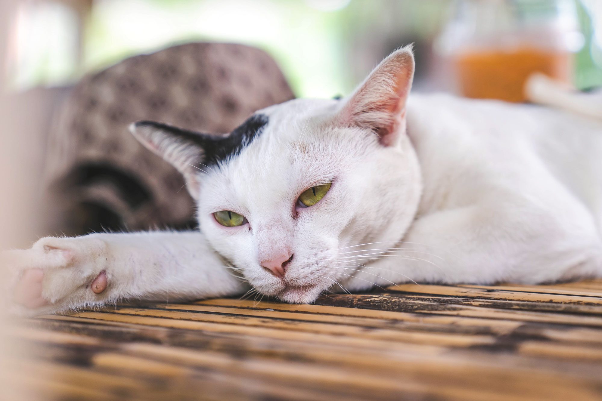 Sleepy Face White Cat Lying On Old Bamboo Table