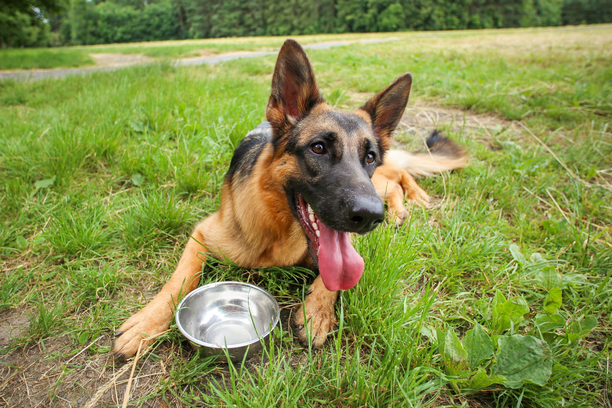 Young German Shepherd