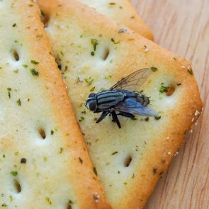 Fly On Food