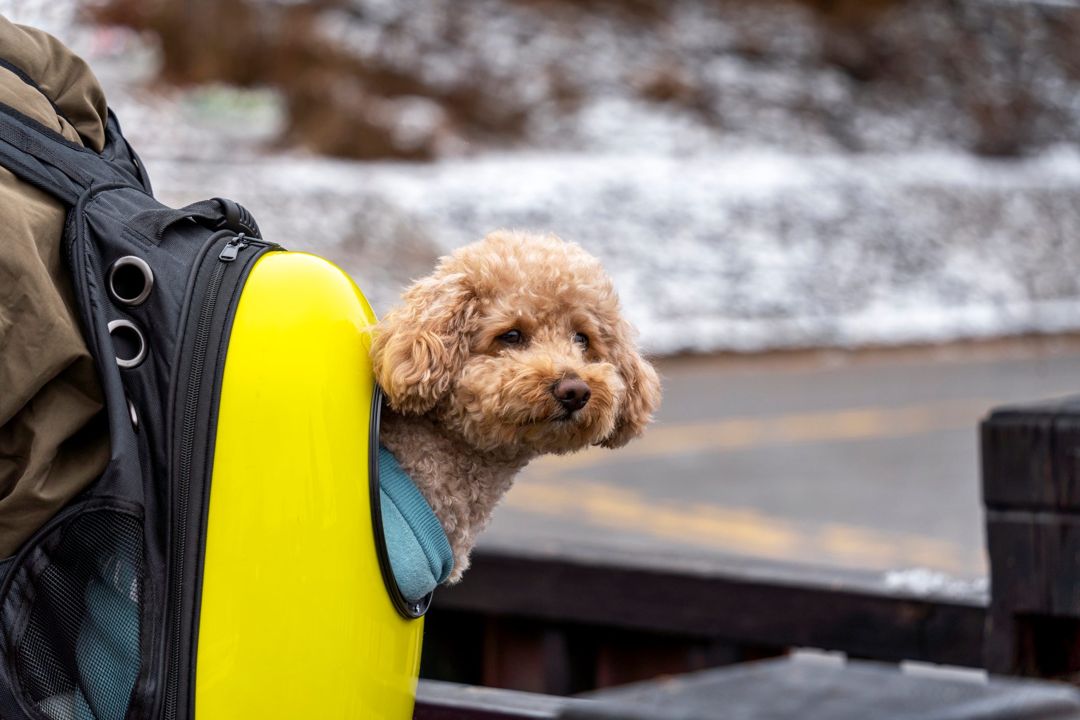 Man carrying dog in backpack pet carrier